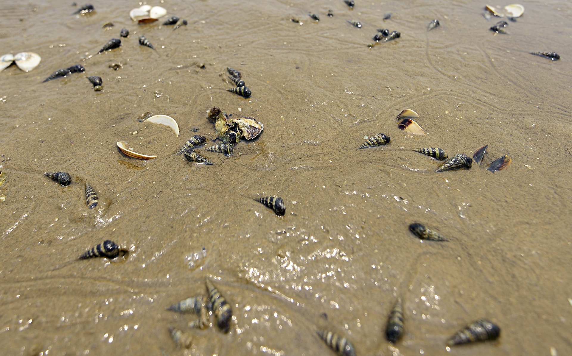 Ngao chet o Ha Tinh anh 13