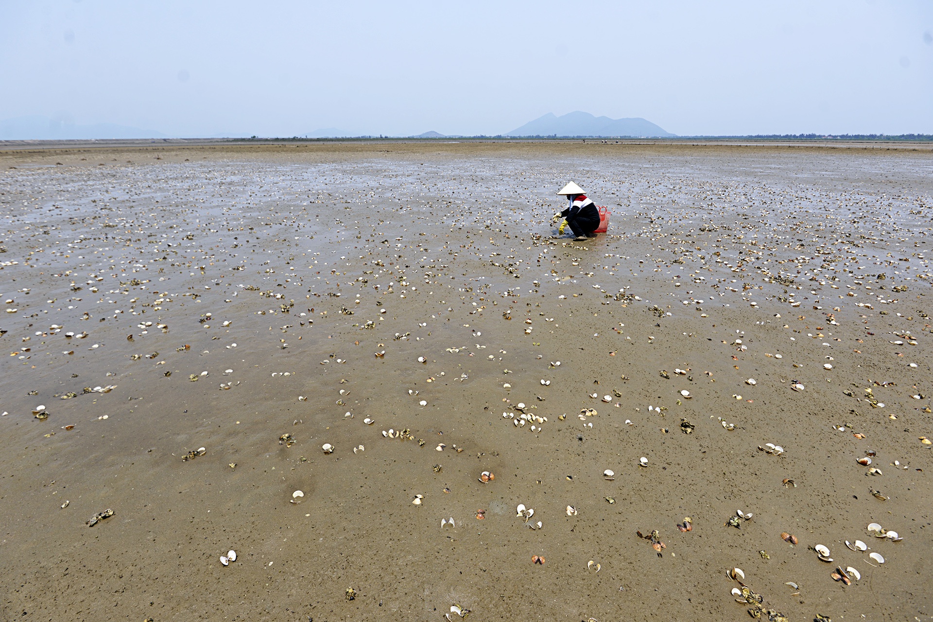 Ngao chet o Ha Tinh anh 1