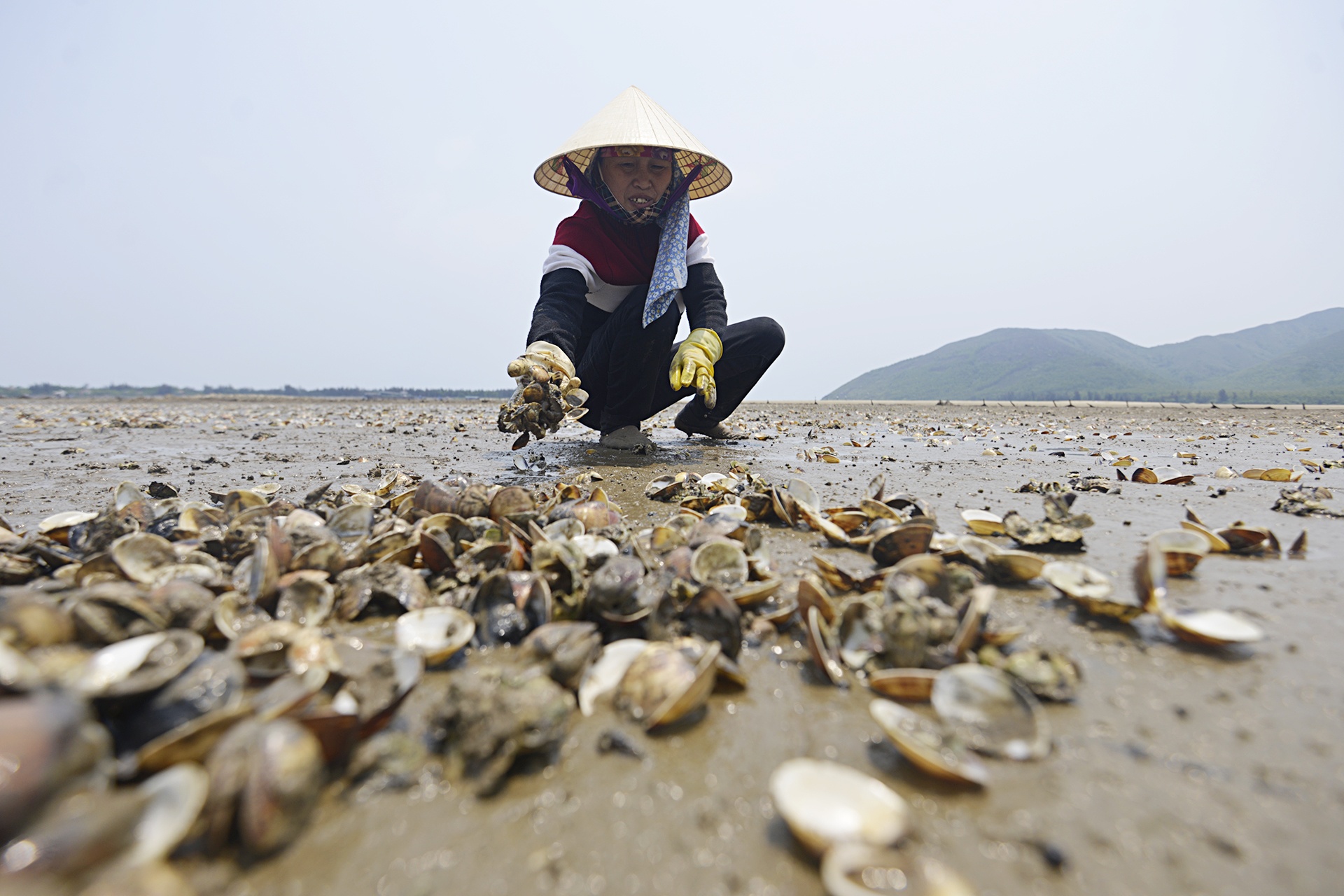 Ngao chet o Ha Tinh anh 2