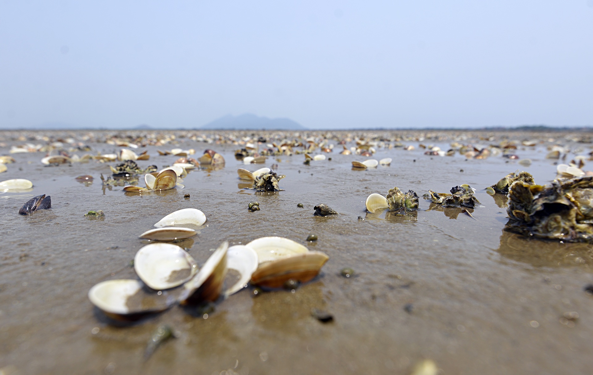 Ngao chet o Ha Tinh anh 3