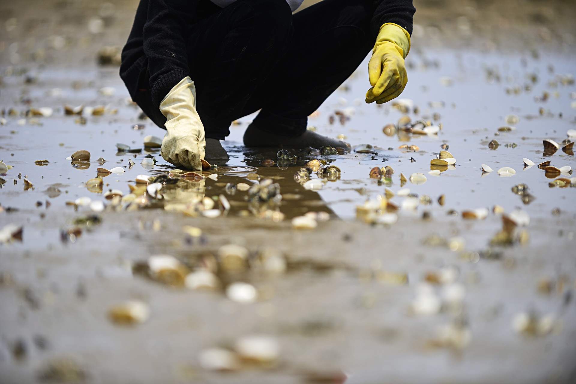 Ngao chet o Ha Tinh anh 5