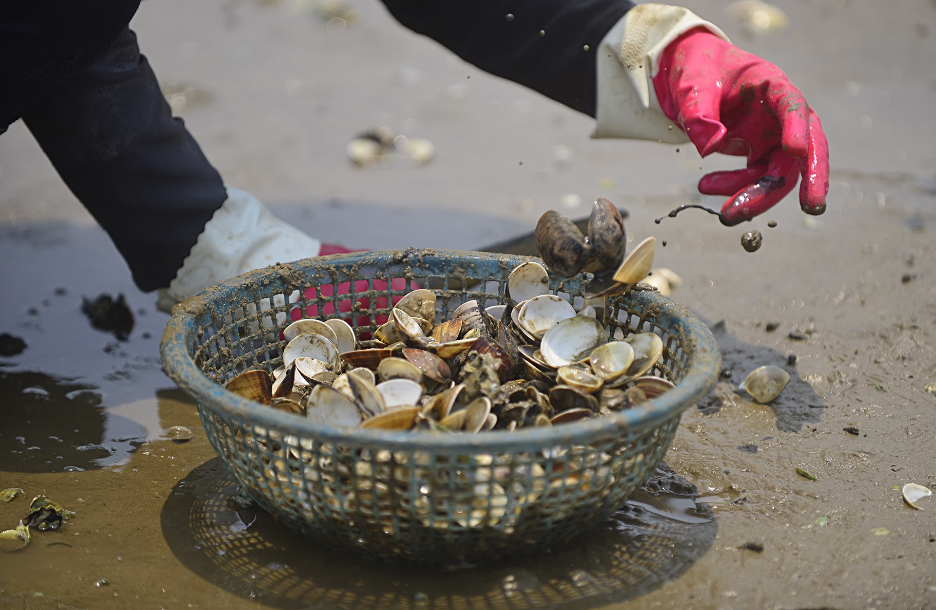 Ngao chet o Ha Tinh anh 7