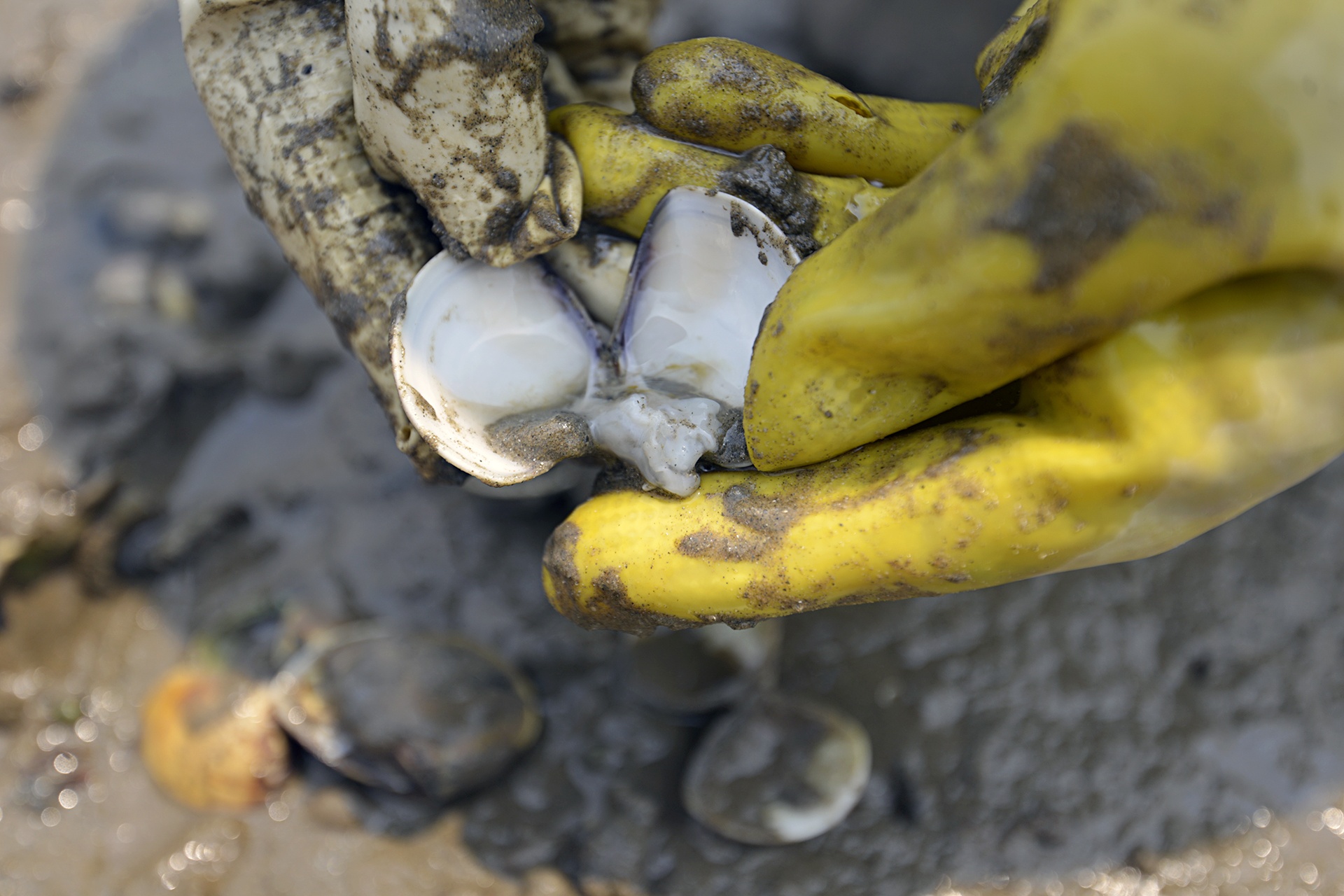 Ngao chet o Ha Tinh anh 8