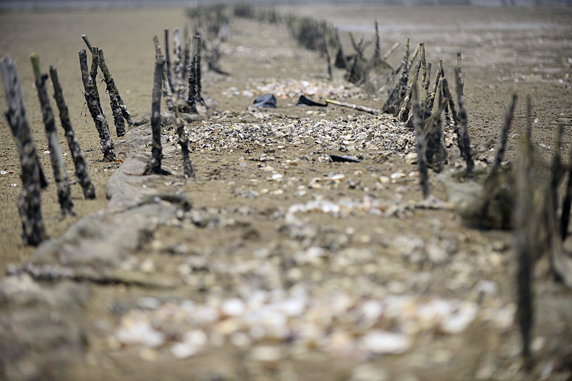 Ngao chet o Ha Tinh anh 9