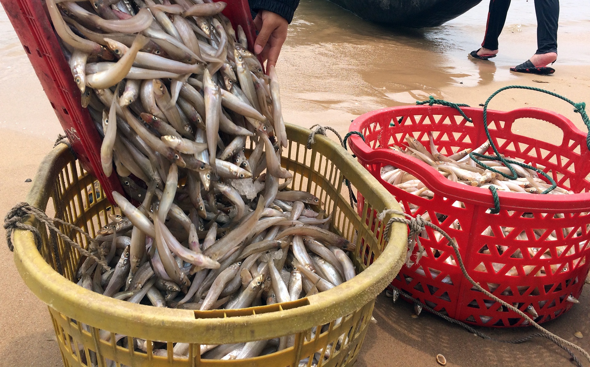Ngu dan Ha Tinh ra khoi danh ca hinh anh