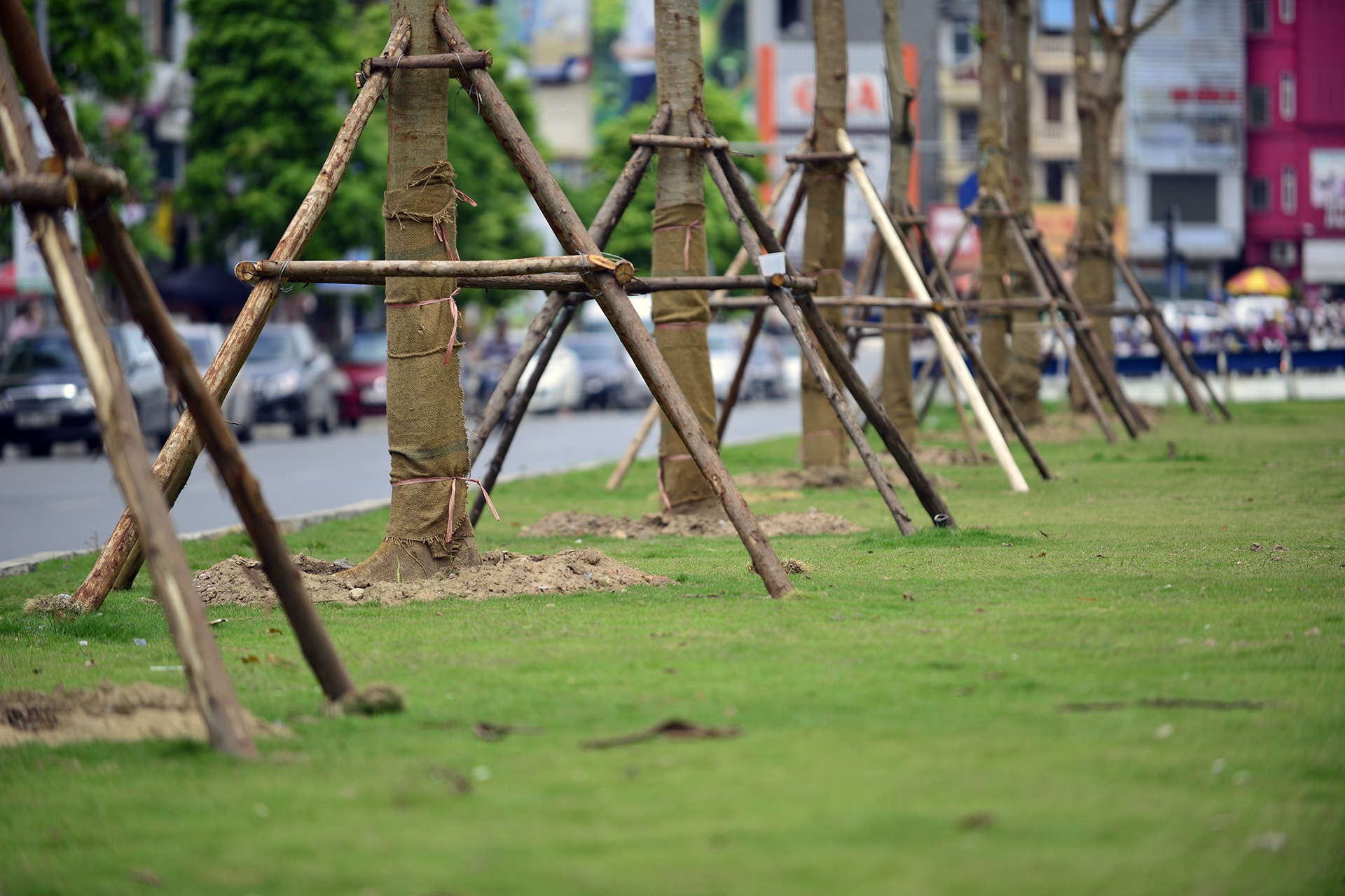 tuyen duong hoa phuong do anh 3
