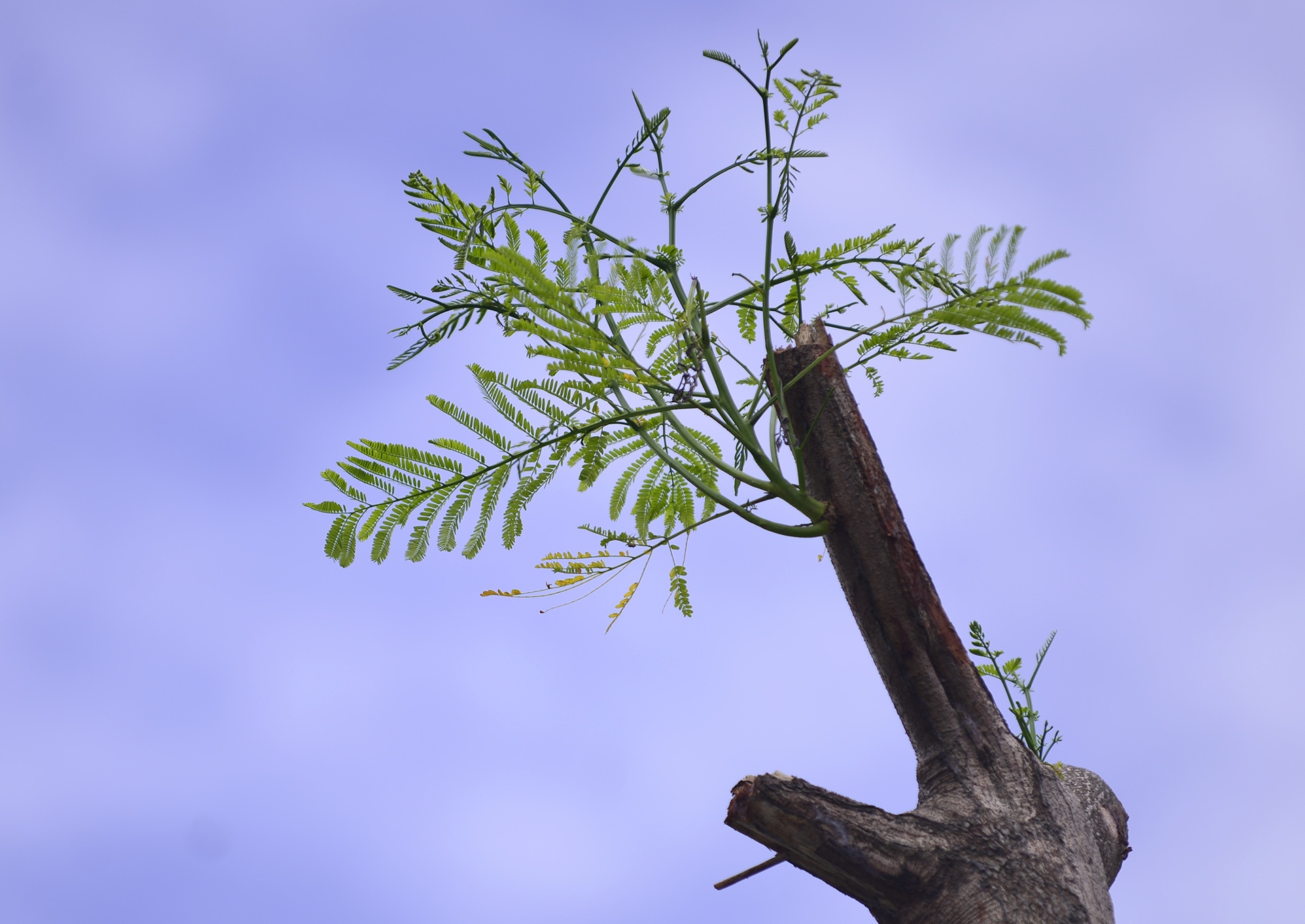 tuyen duong hoa phuong do anh 5