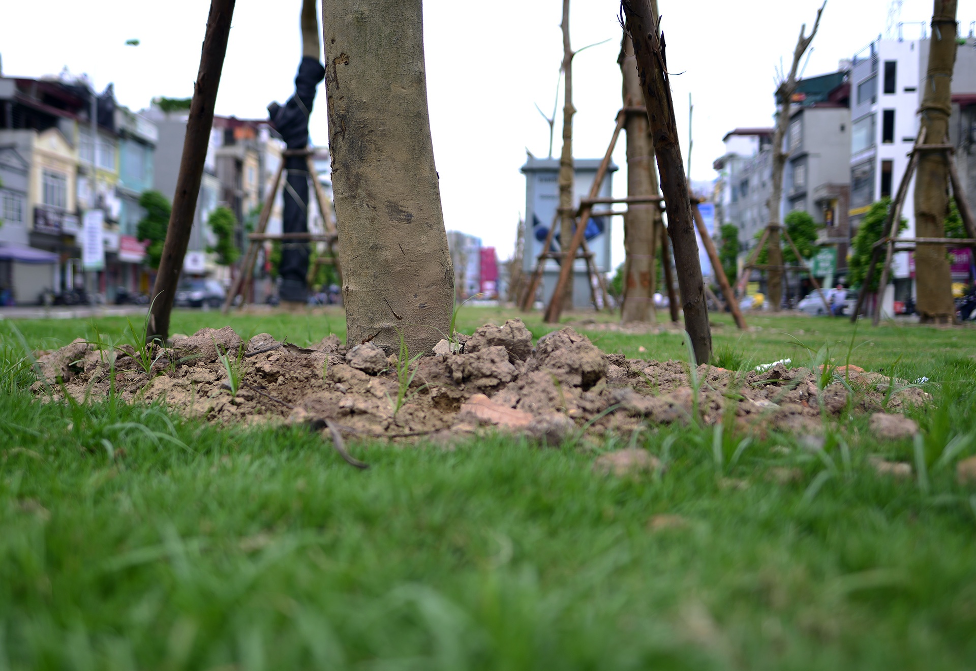 tuyen duong hoa phuong do anh 7