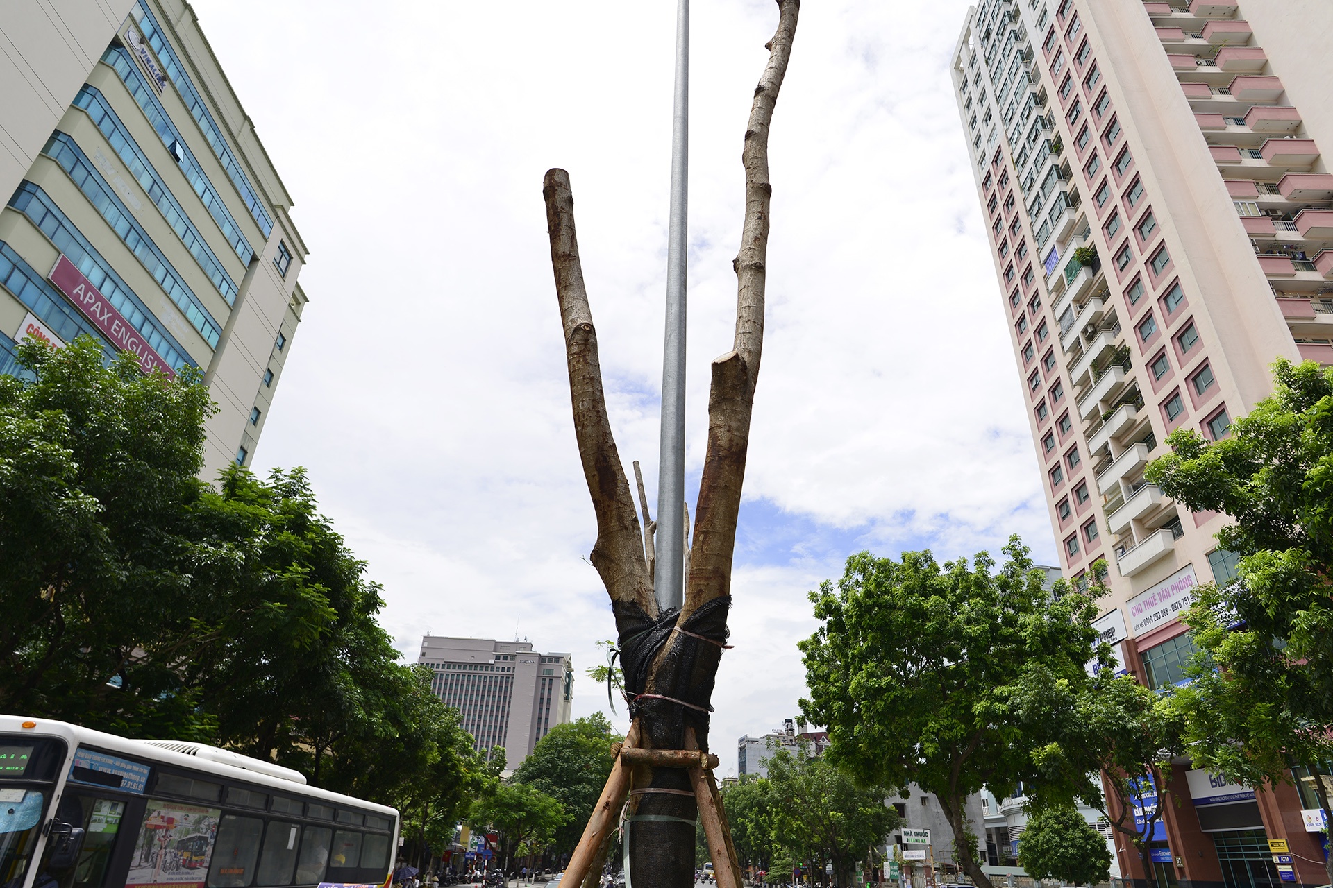 tuyen duong hoa phuong do anh 9