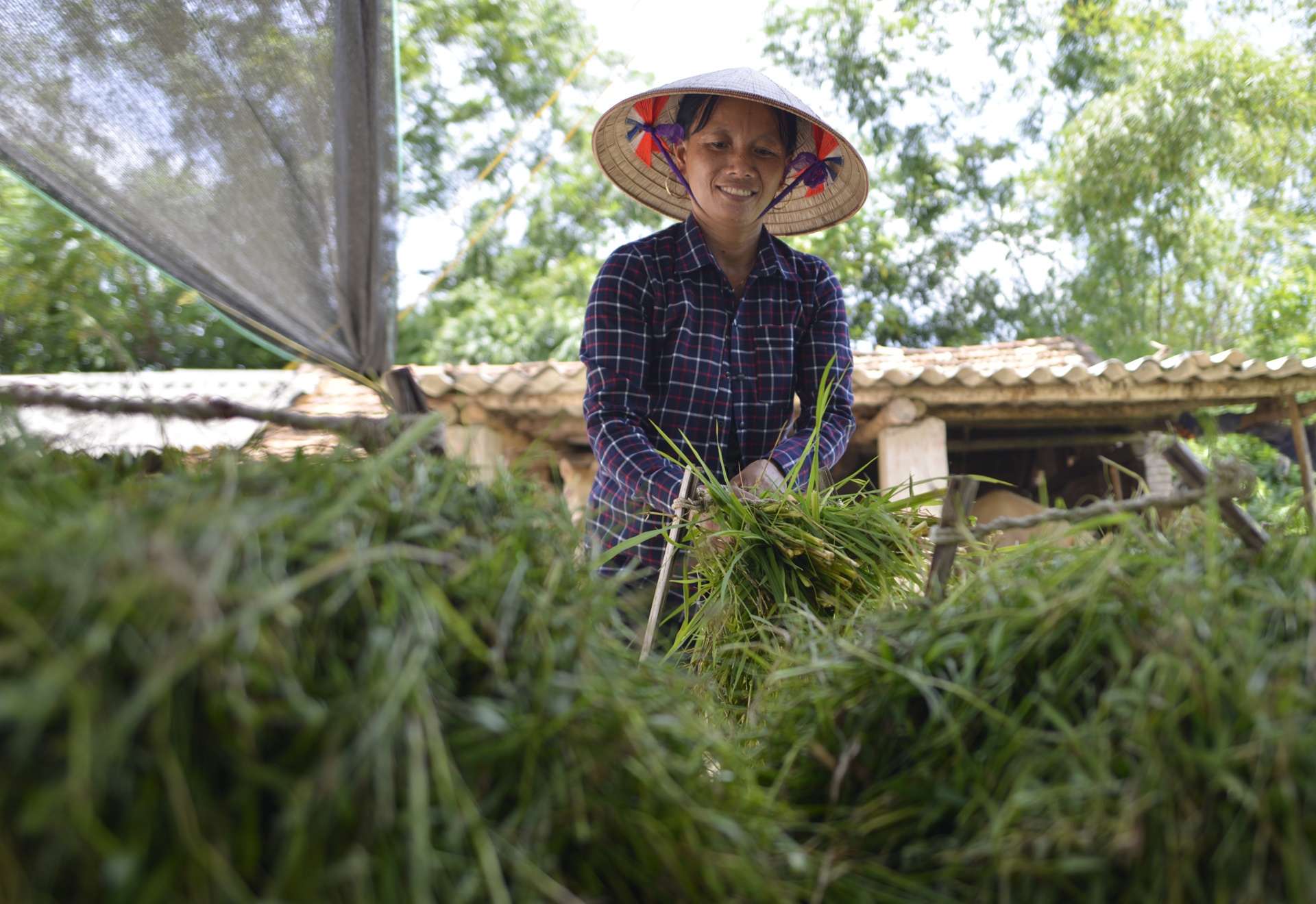 lang nuoi ngua bach tau nha lau anh 10