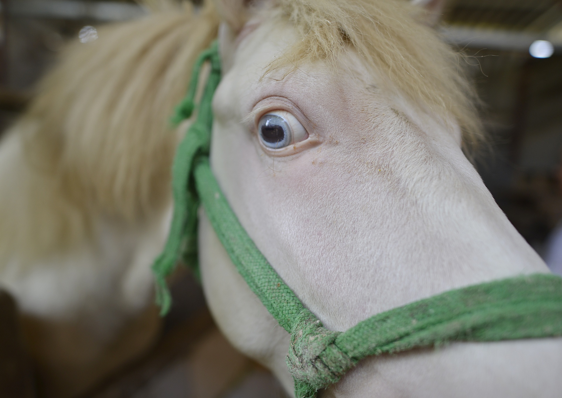 lang nuoi ngua bach tau nha lau anh 12