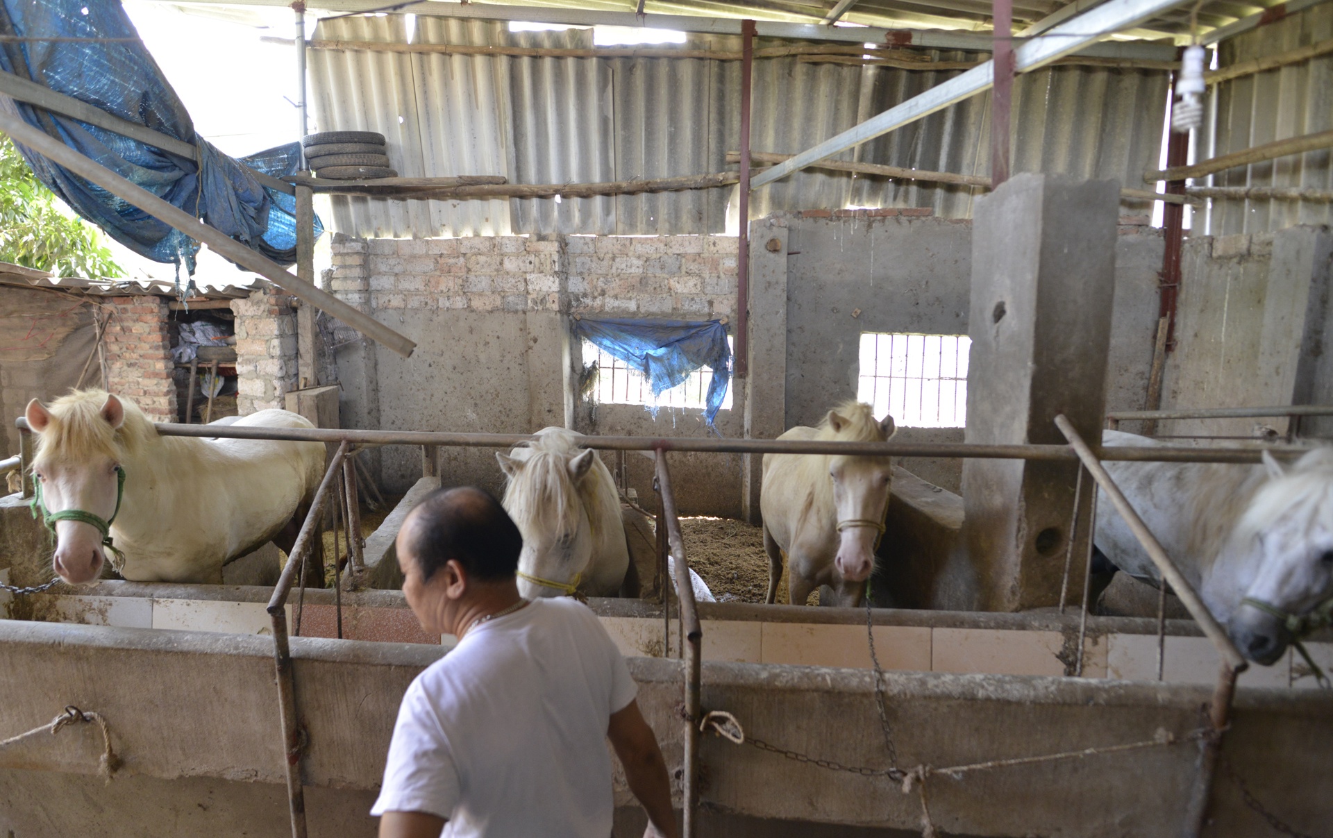 lang nuoi ngua bach tau nha lau anh 13