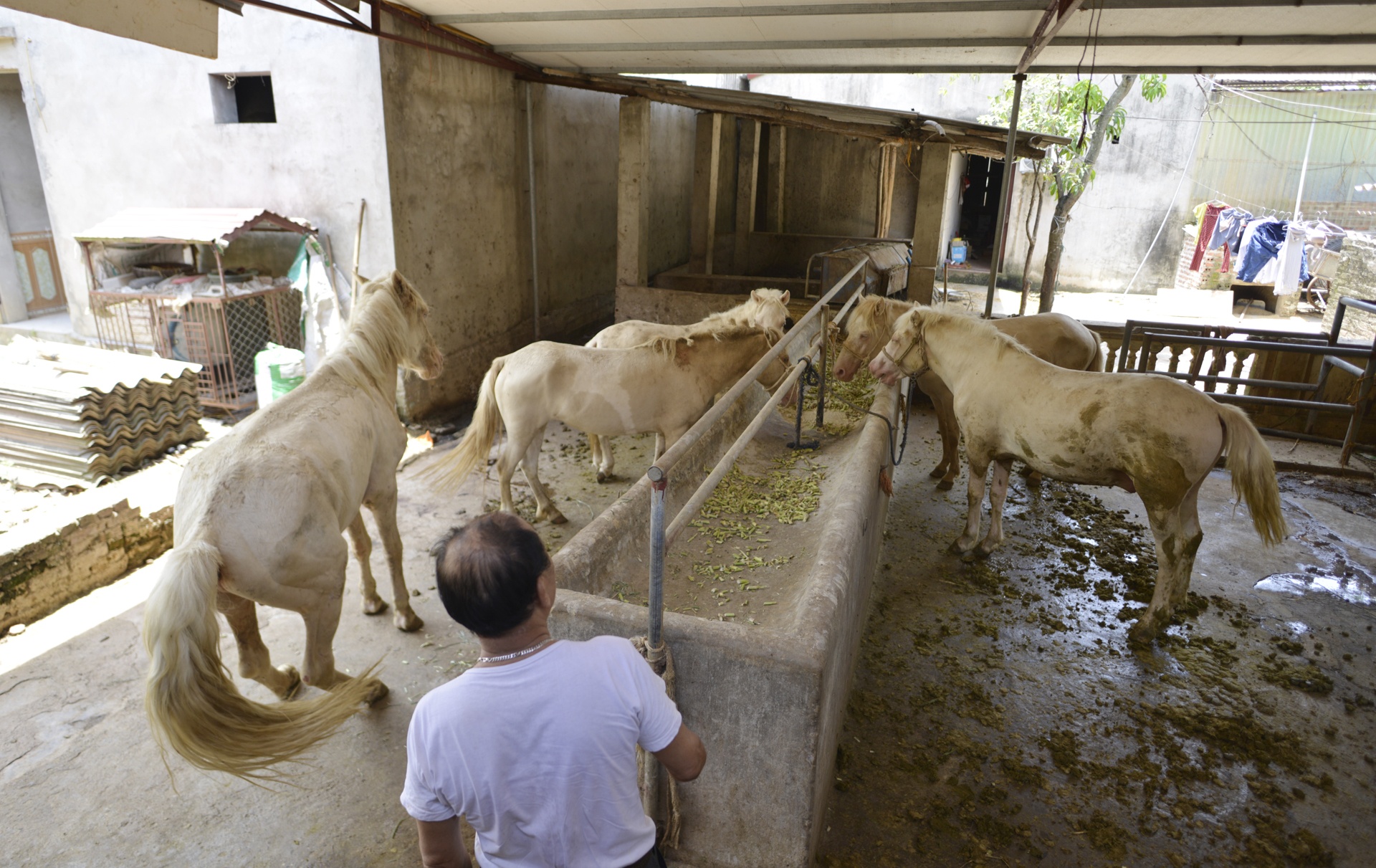 lang nuoi ngua bach tau nha lau anh 2