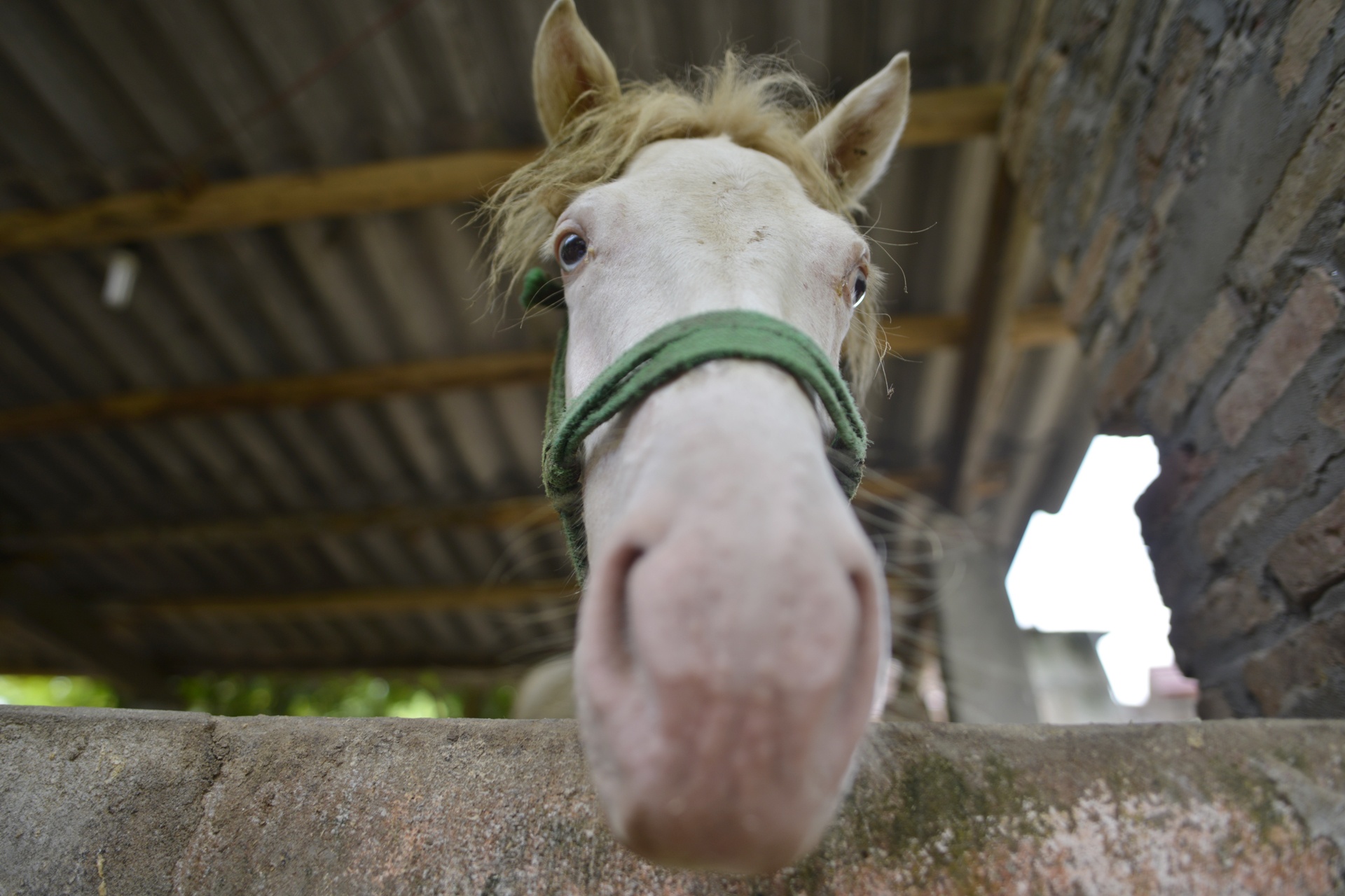 lang nuoi ngua bach tau nha lau anh 4