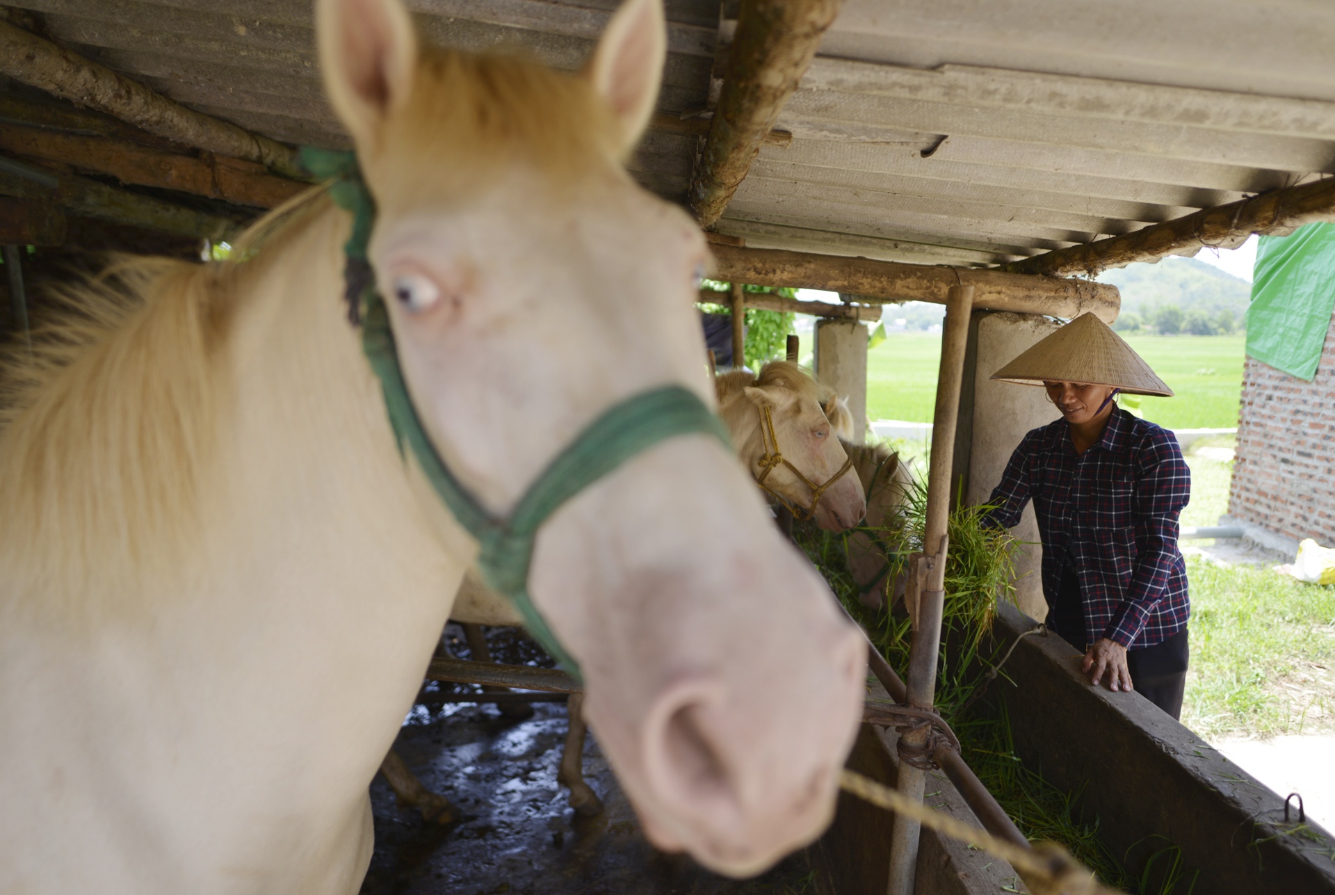 Lang nuoi ngua bach nau cao tau nha lau, xe hoi hinh anh