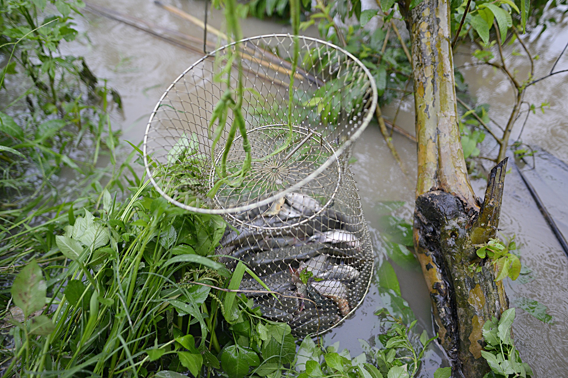 bat ca tren song To Lich anh 6