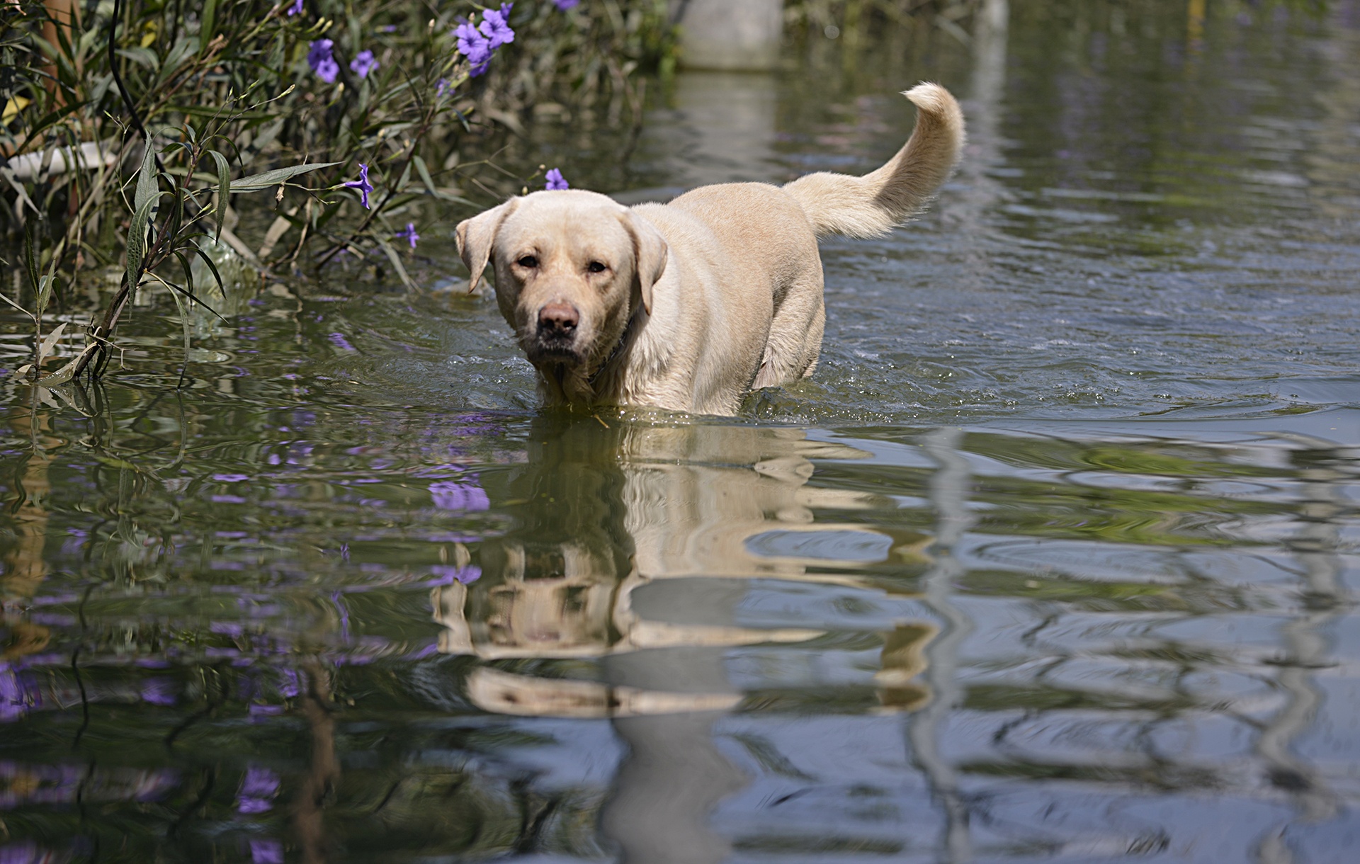 Khu dan cu ngap 5 ngay lien tuc o Ha Noi anh 7