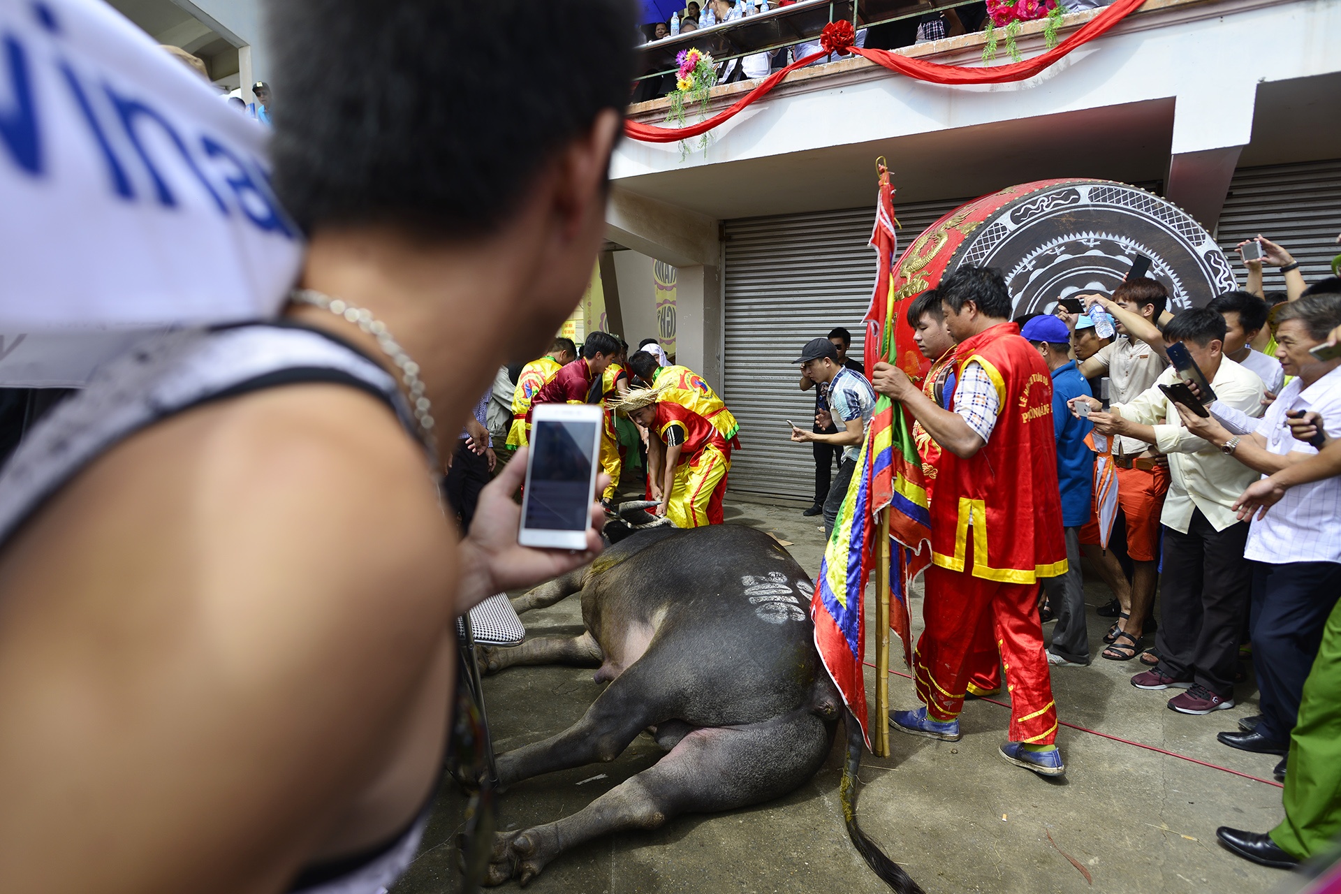 Trâu chọi Đồ Sơn bị húc chết khi mới xung trận ảnh 10 Trau choi Do Son bi huc chet khi moi xung tran anh 10