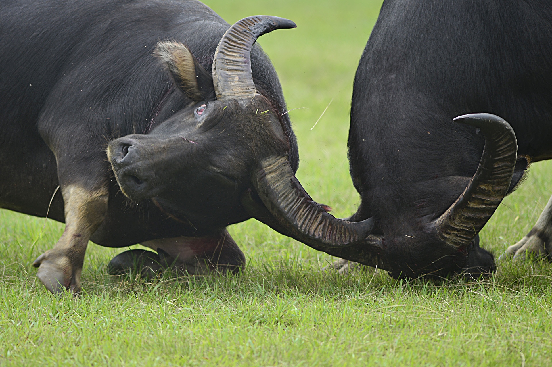 Trâu chọi Đồ Sơn bị húc chết khi mới xung trận ảnh 12 Trau choi Do Son bi huc chet khi moi xung tran anh 12