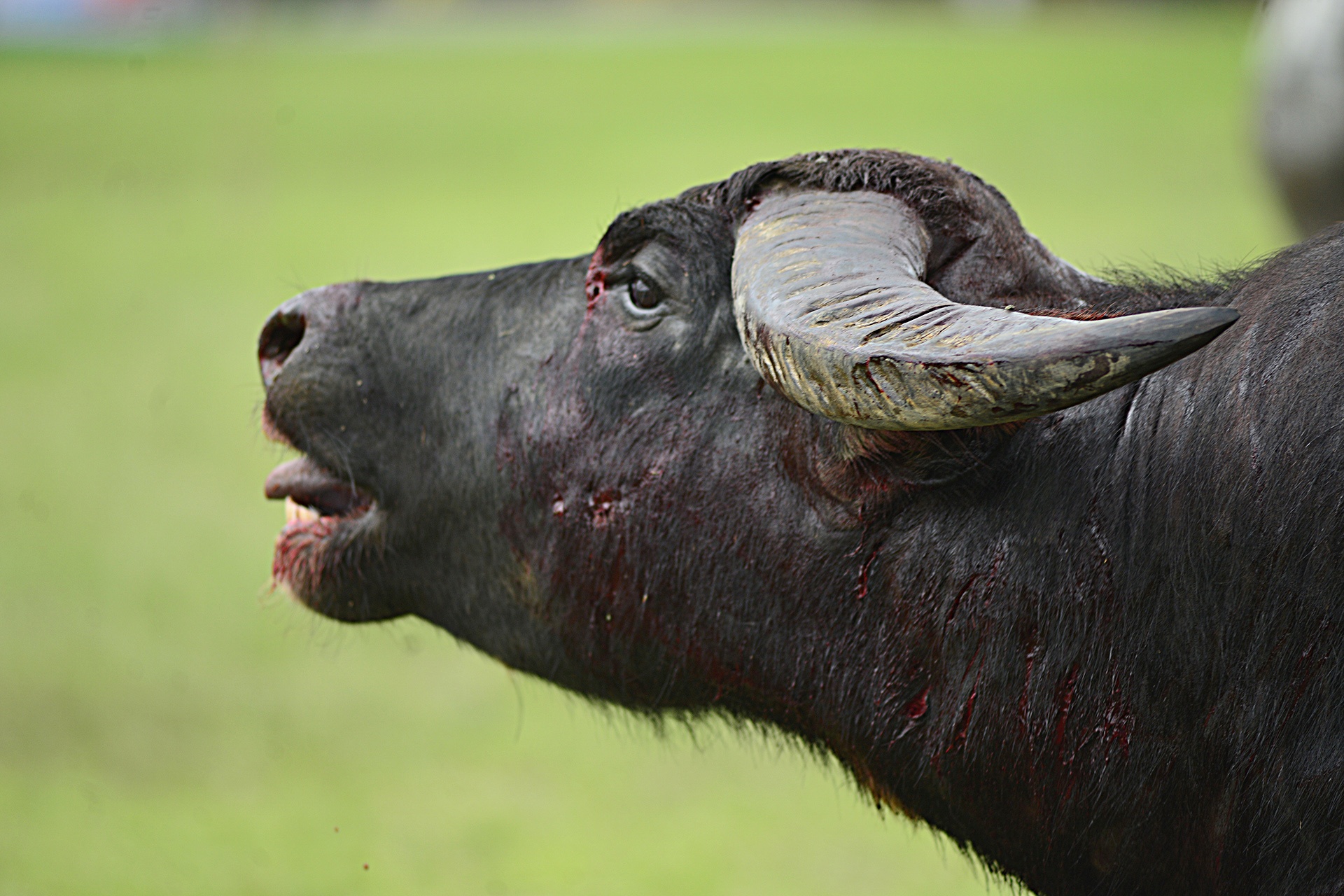 Trâu chọi Đồ Sơn bị húc chết khi mới xung trận ảnh 13 Trau choi Do Son bi huc chet khi moi xung tran anh 13