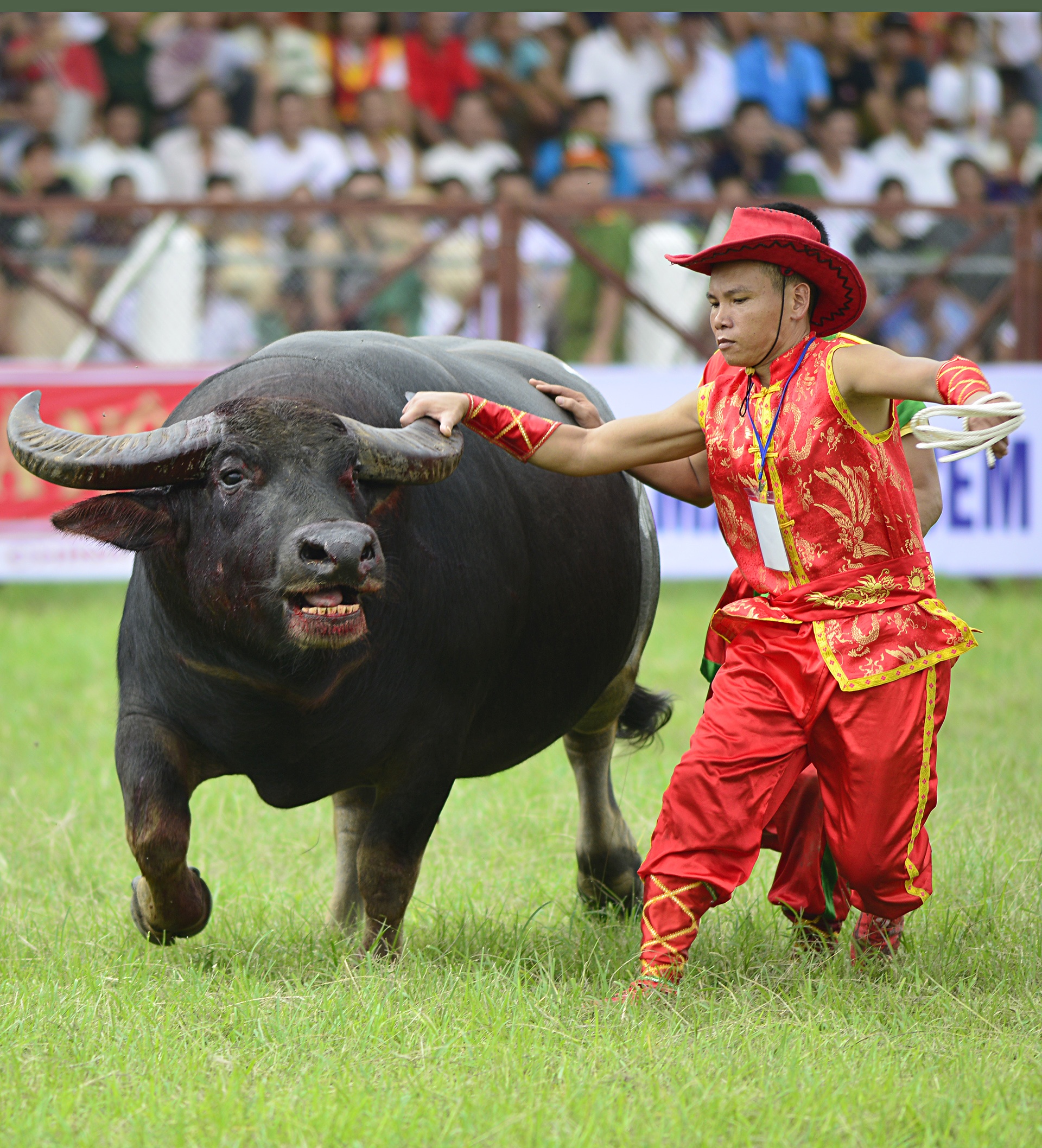 Trâu chọi Đồ Sơn bị húc chết khi mới xung trận ảnh 16 Trau choi Do Son bi huc chet khi moi xung tran anh 16