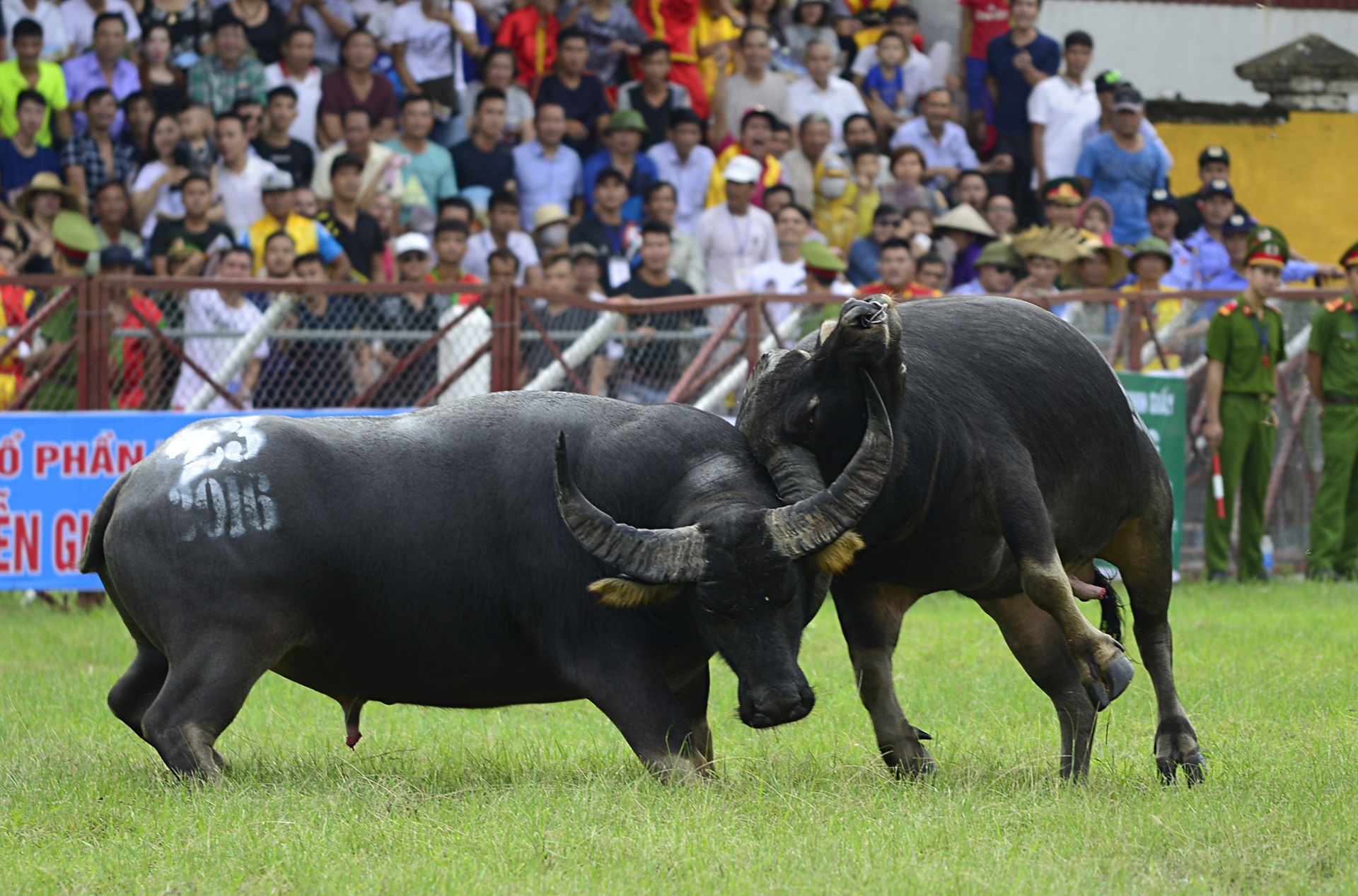 Trâu chọi Đồ Sơn bị húc chết khi mới xung trận ảnh 11 Trau choi Do Son bi huc chet khi moi xung tran anh 11