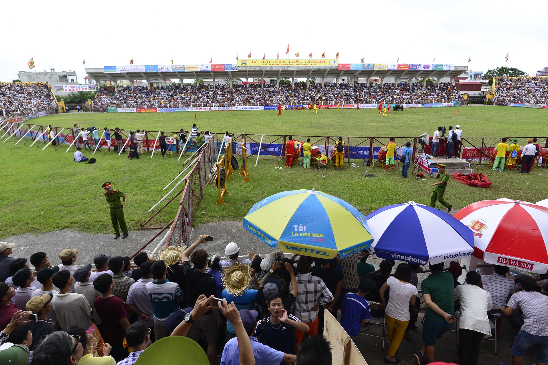 Trâu chọi Đồ Sơn bị húc chết khi mới xung trận ảnh 1 Trau choi Do Son bi huc chet khi moi xung tran anh 1