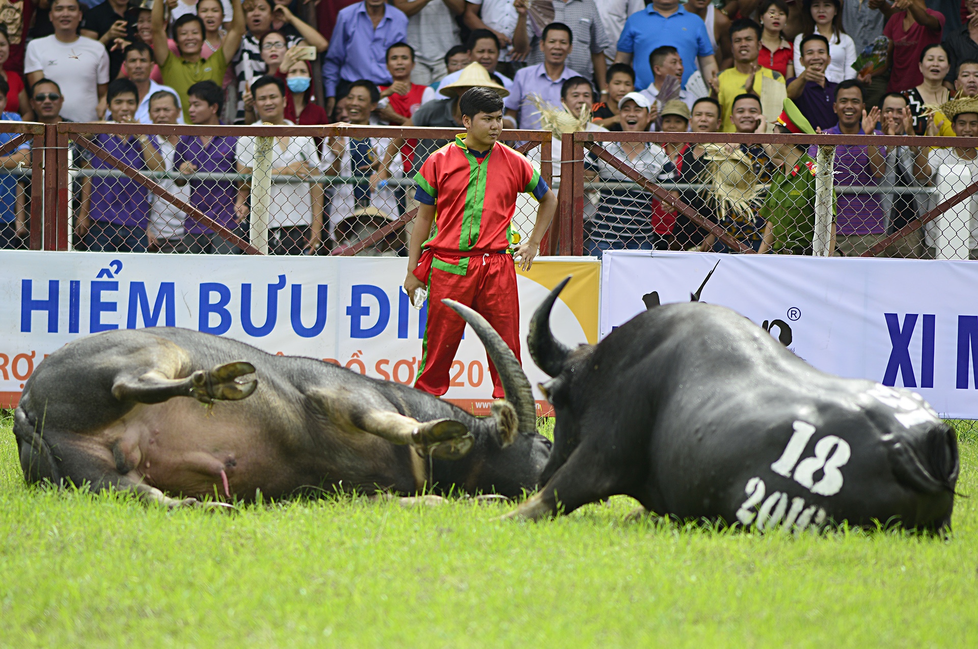 Trâu chọi Đồ Sơn bị húc chết khi mới xung trận ảnh 3 Trau choi Do Son bi huc chet khi moi xung tran anh 3