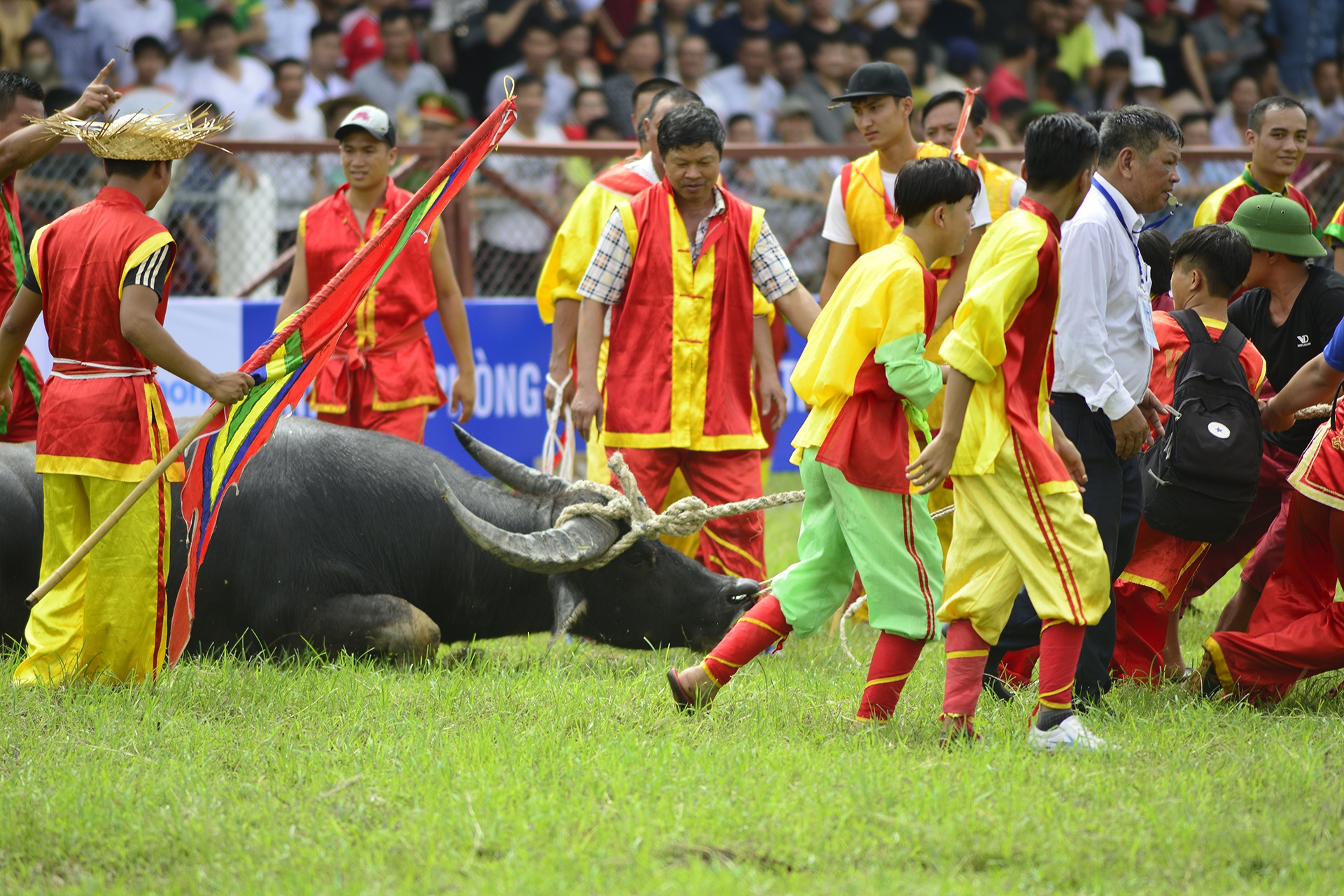 Trâu chọi Đồ Sơn bị húc chết khi mới xung trận ảnh 5 Trau choi Do Son bi huc chet khi moi xung tran anh 5