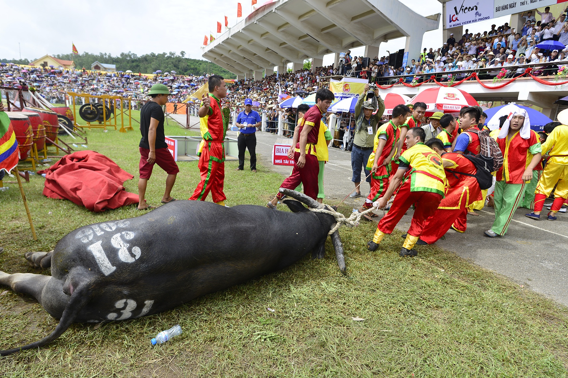 Trâu chọi Đồ Sơn bị húc chết khi mới xung trận ảnh 7 Trau choi Do Son bi huc chet khi moi xung tran anh 7
