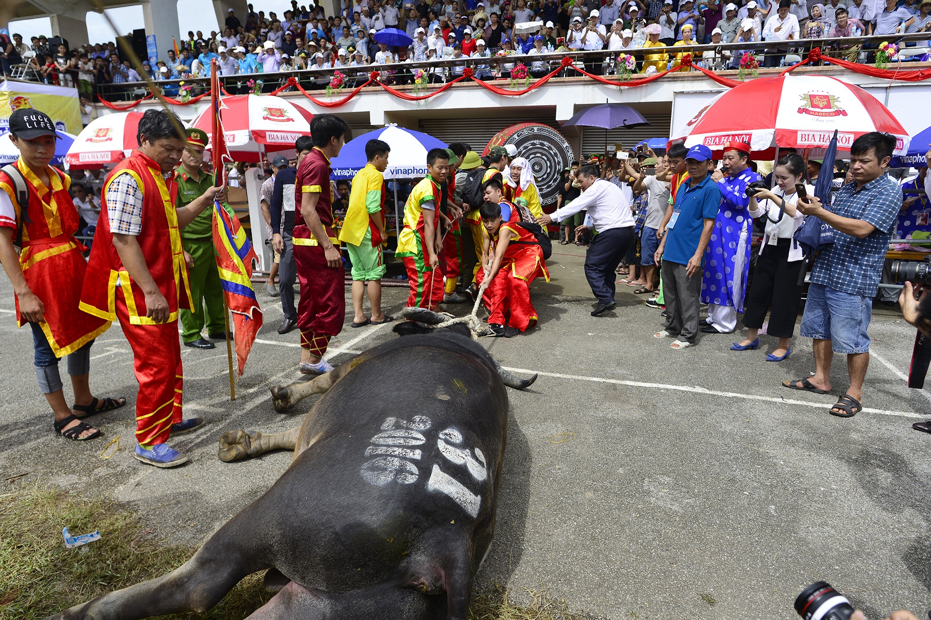 Trâu chọi Đồ Sơn bị húc chết khi mới xung trận ảnh 8 Trau choi Do Son bi huc chet khi moi xung tran anh 8