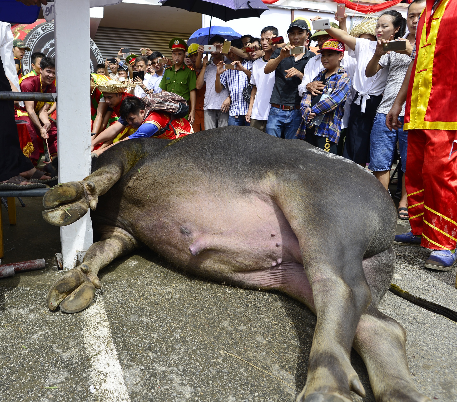 Trâu chọi Đồ Sơn bị húc chết khi mới xung trận ảnh 9 Trau choi Do Son bi huc chet khi moi xung tran anh 9
