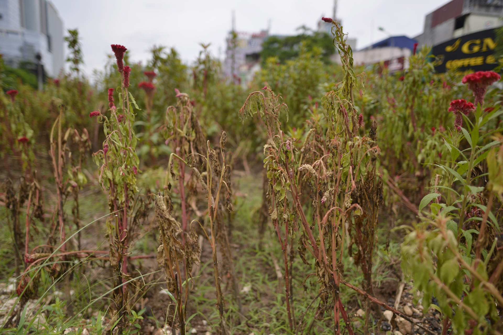 Co moc um tum khap neo duong anh 10