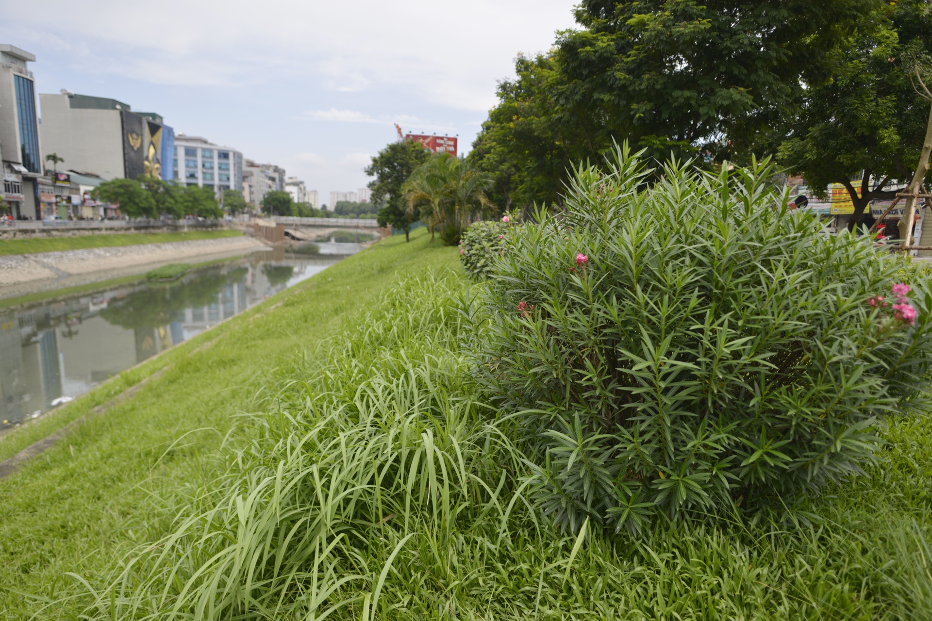 Co moc um tum khap neo duong anh 11