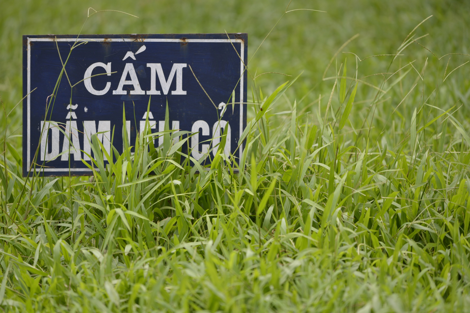 Co moc um tum khap neo duong anh 13