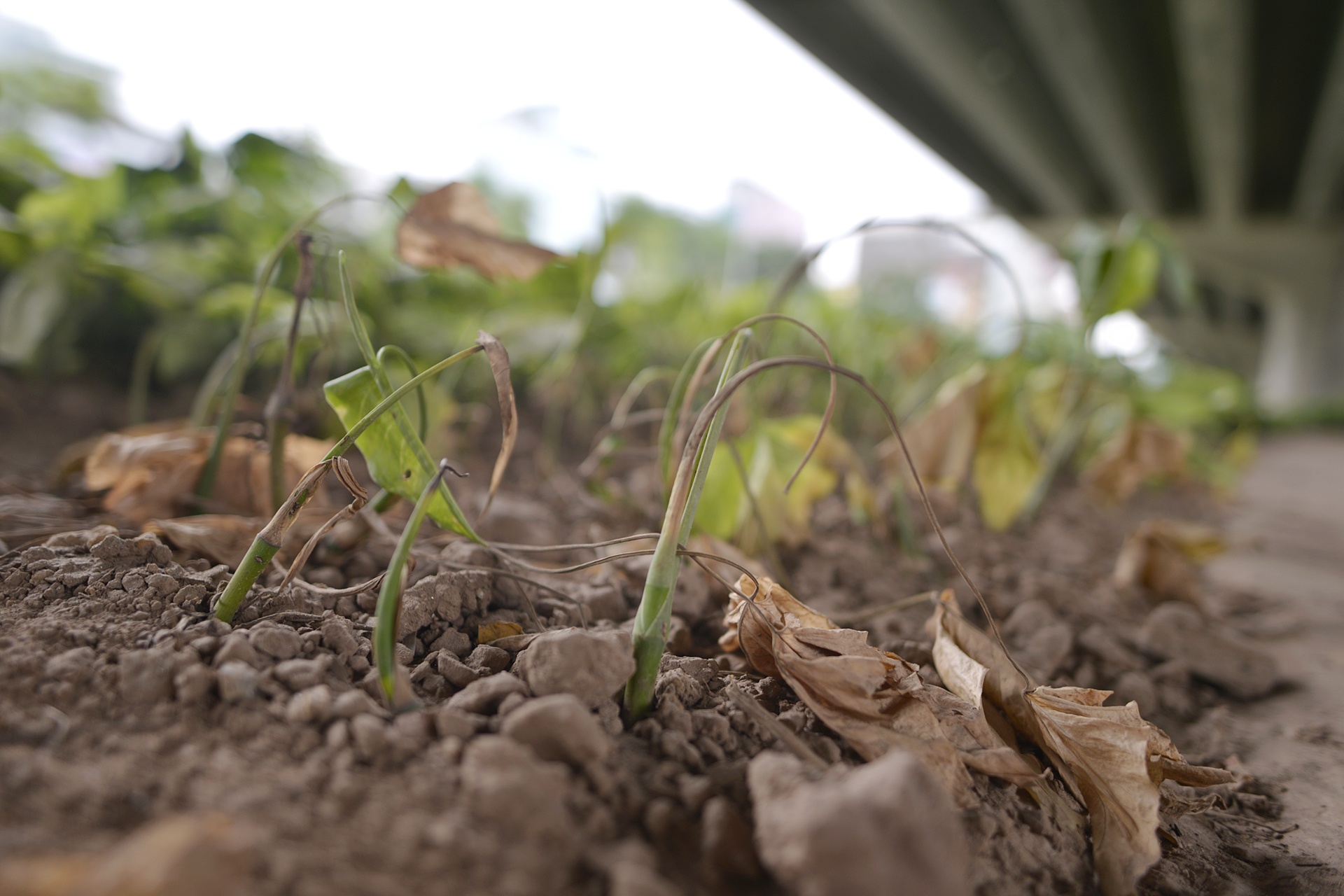 Co moc um tum khap neo duong anh 17