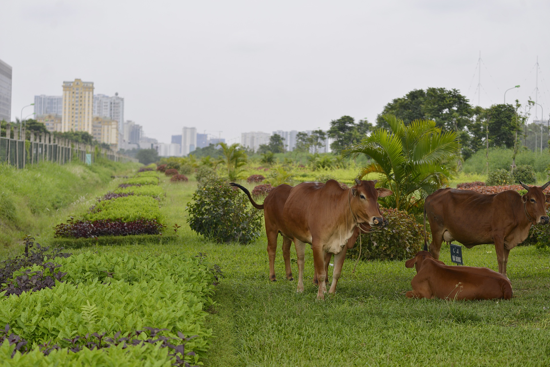 Co moc um tum khap neo duong anh 19