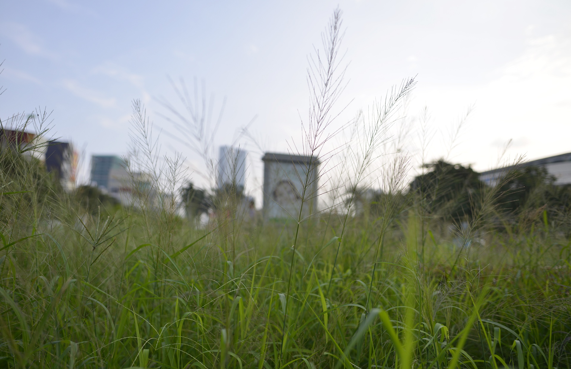 Co moc um tum khap neo duong anh 2