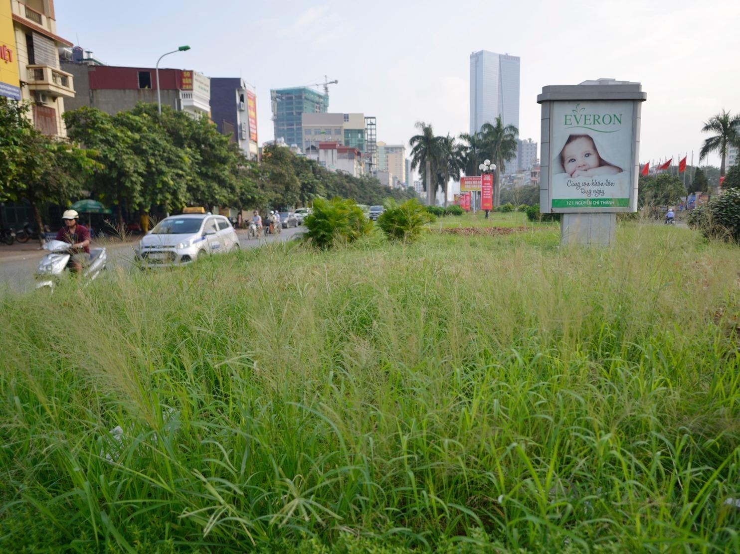 Dung chi tien cham soc, co moc nhu rung giua Ha Noi hinh anh