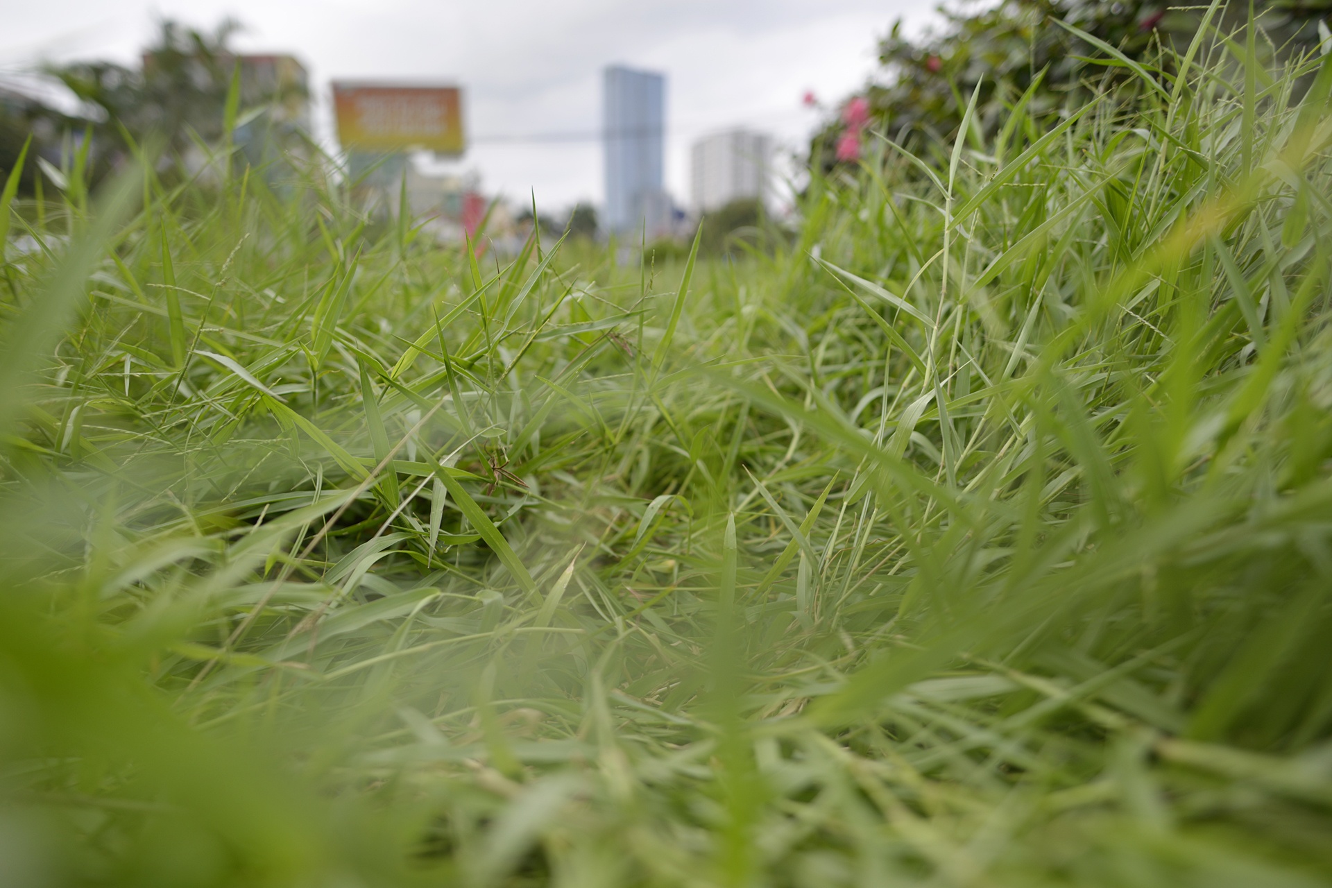 Co moc um tum khap neo duong anh 4