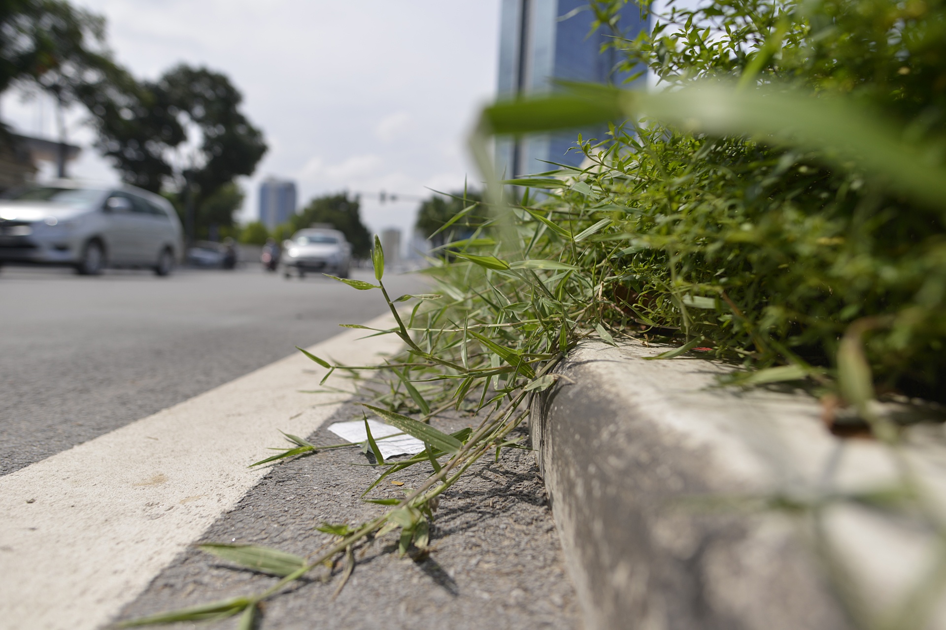Co moc um tum khap neo duong anh 6