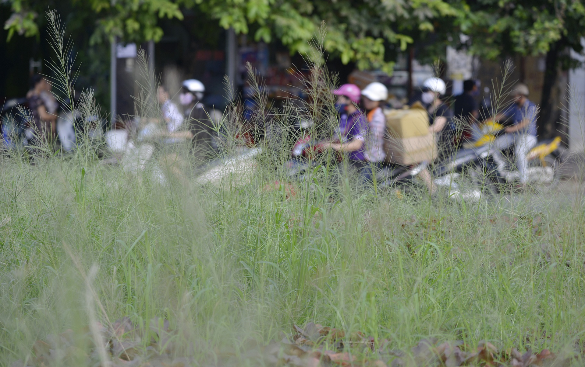 Co moc um tum khap neo duong anh 7