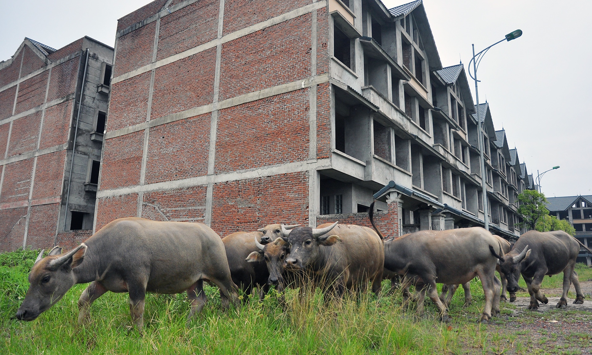 Trau nghi trua tai biet thu tien ty o Ha Noi anh 3