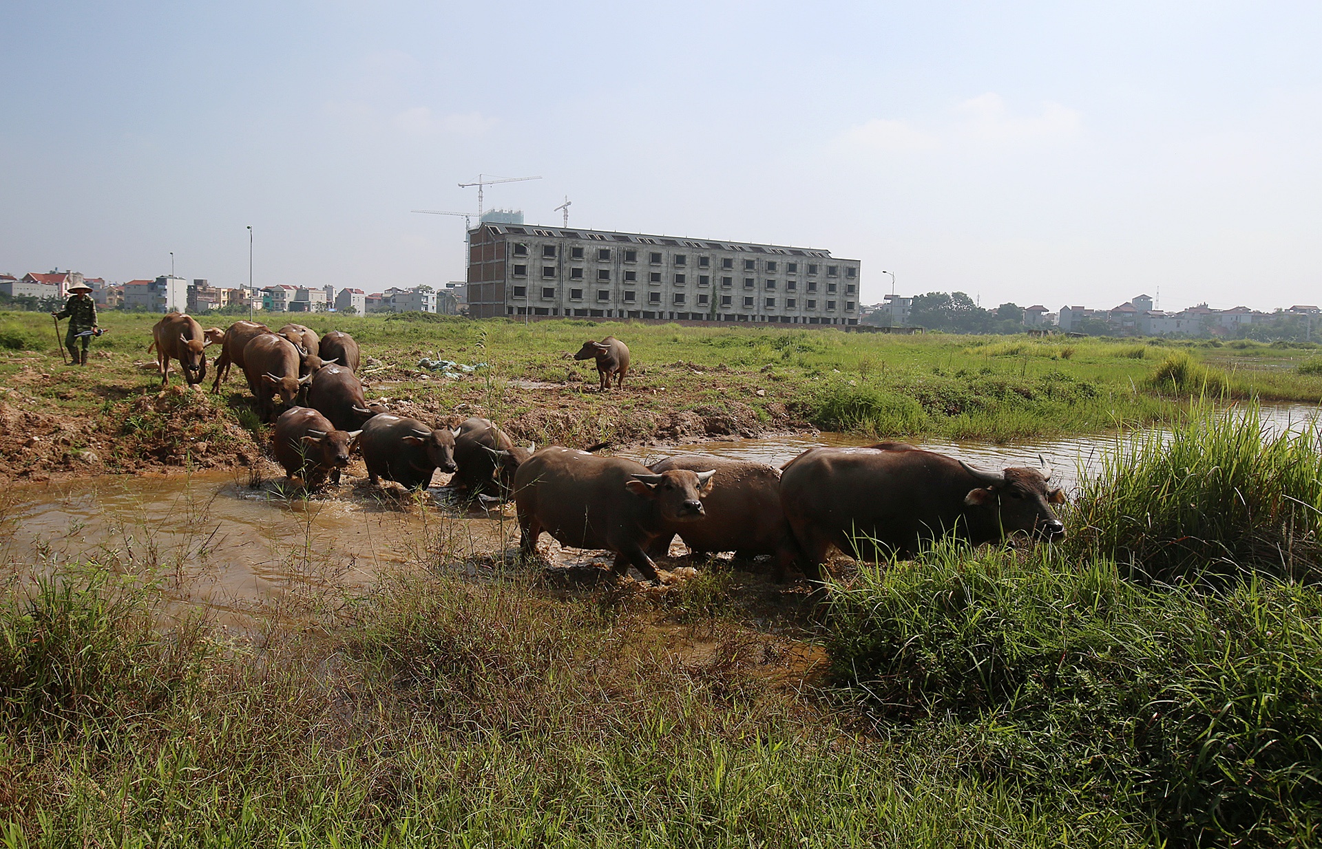 Trau nghi trua tai biet thu tien ty o Ha Noi anh 4