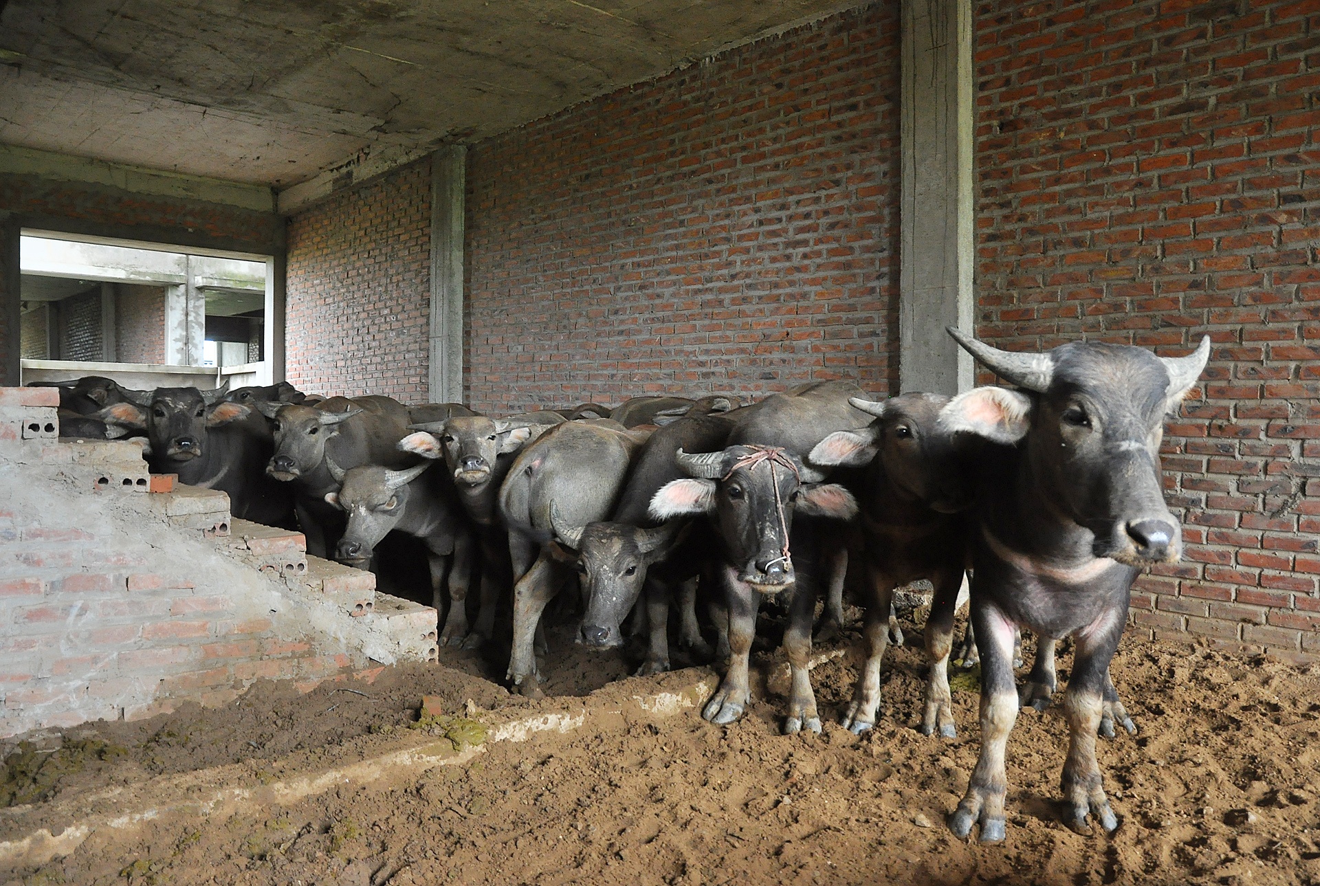 Trau nghi trua tai biet thu tien ty o Ha Noi anh 5