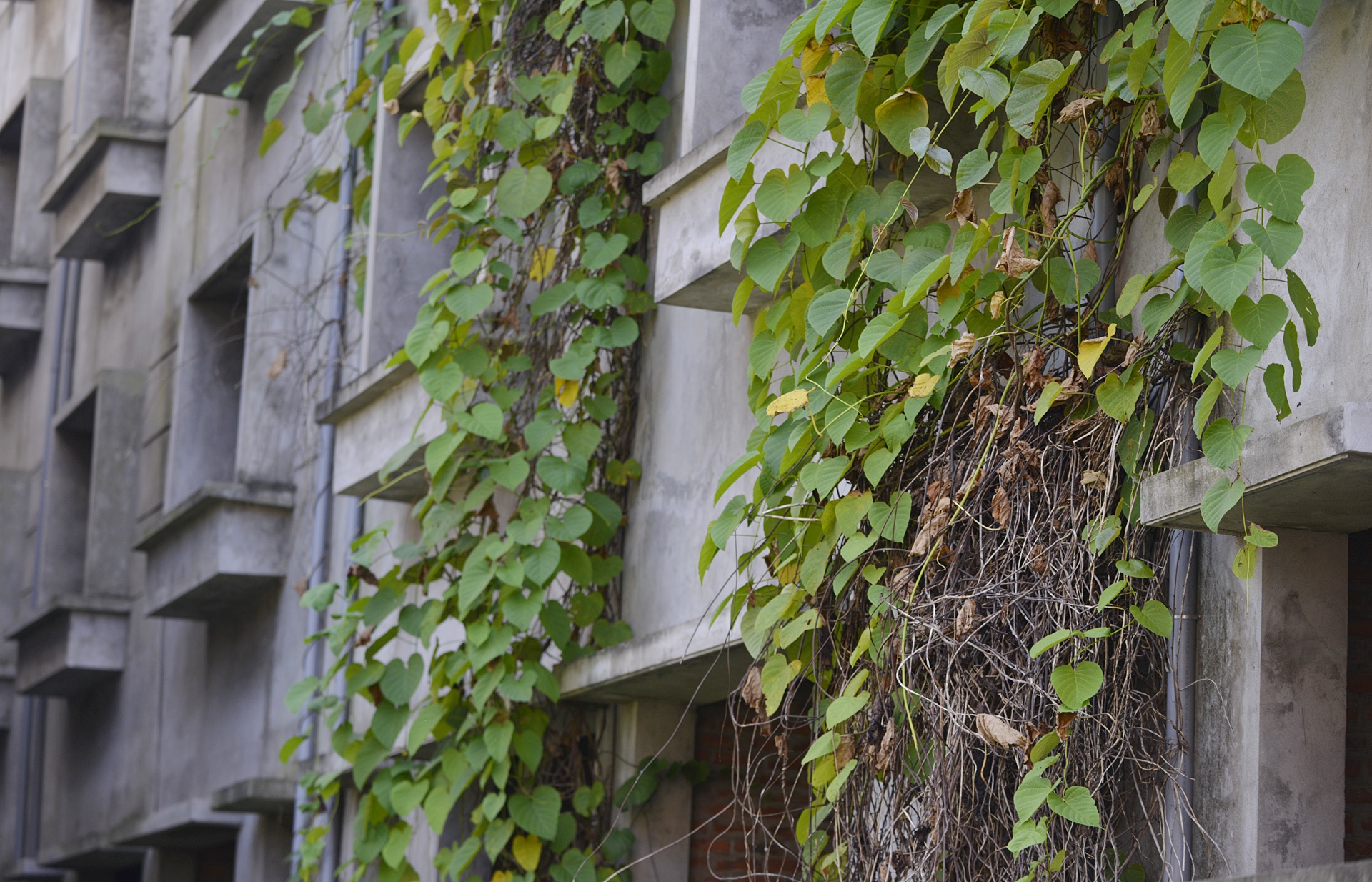 Trau nghi trua tai biet thu tien ty o Ha Noi anh 7