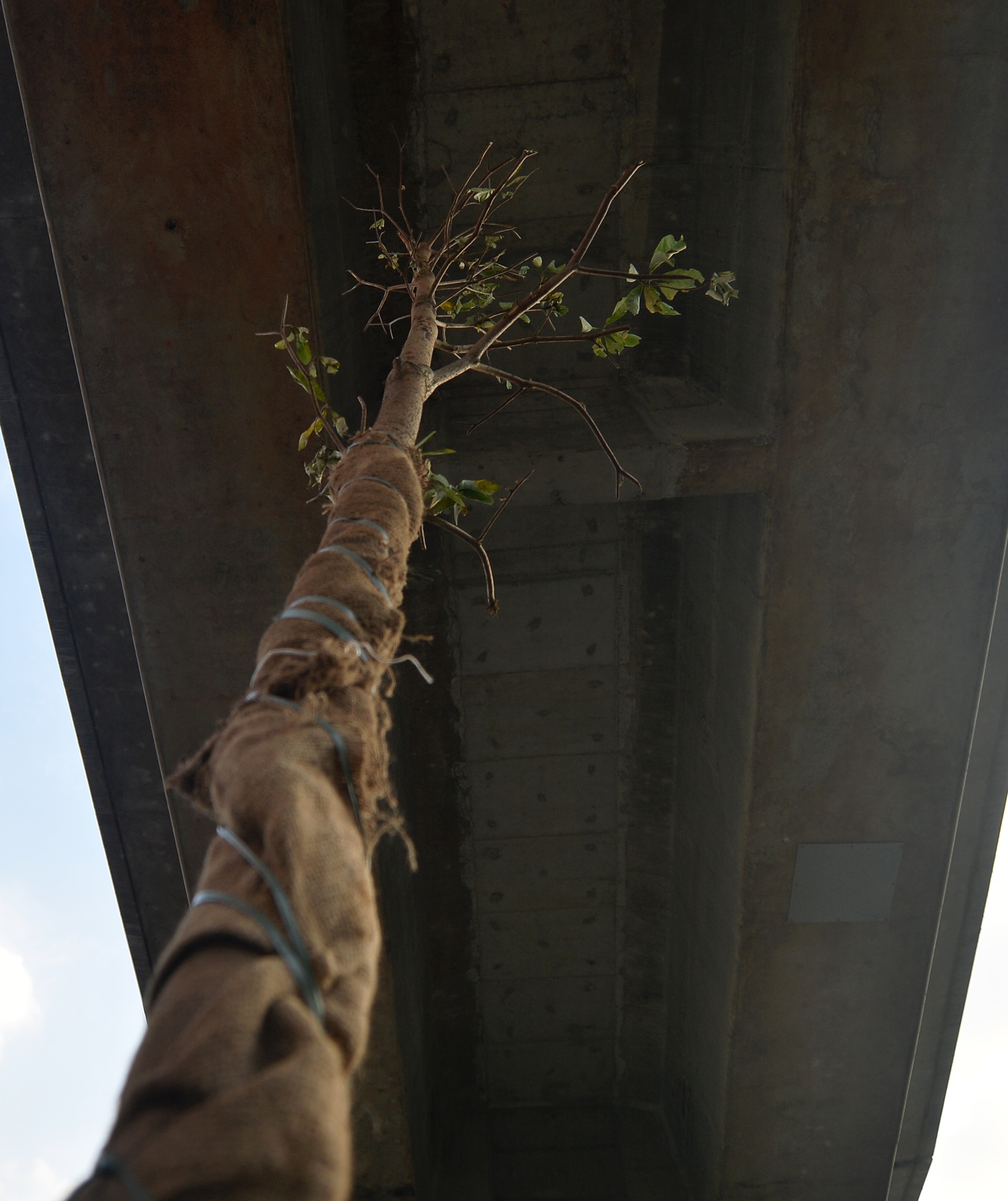 Trong cay xanh duoi tru duong sat tren cao anh 3