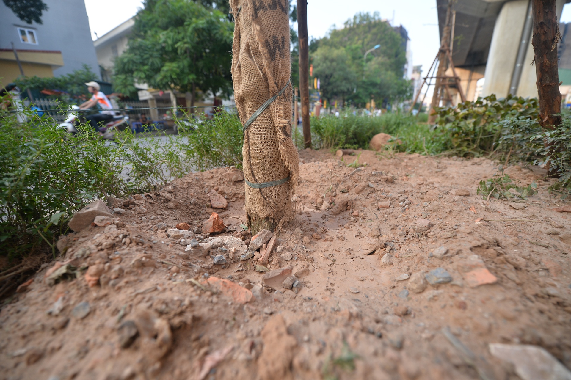 Trong cay xanh duoi tru duong sat tren cao anh 5