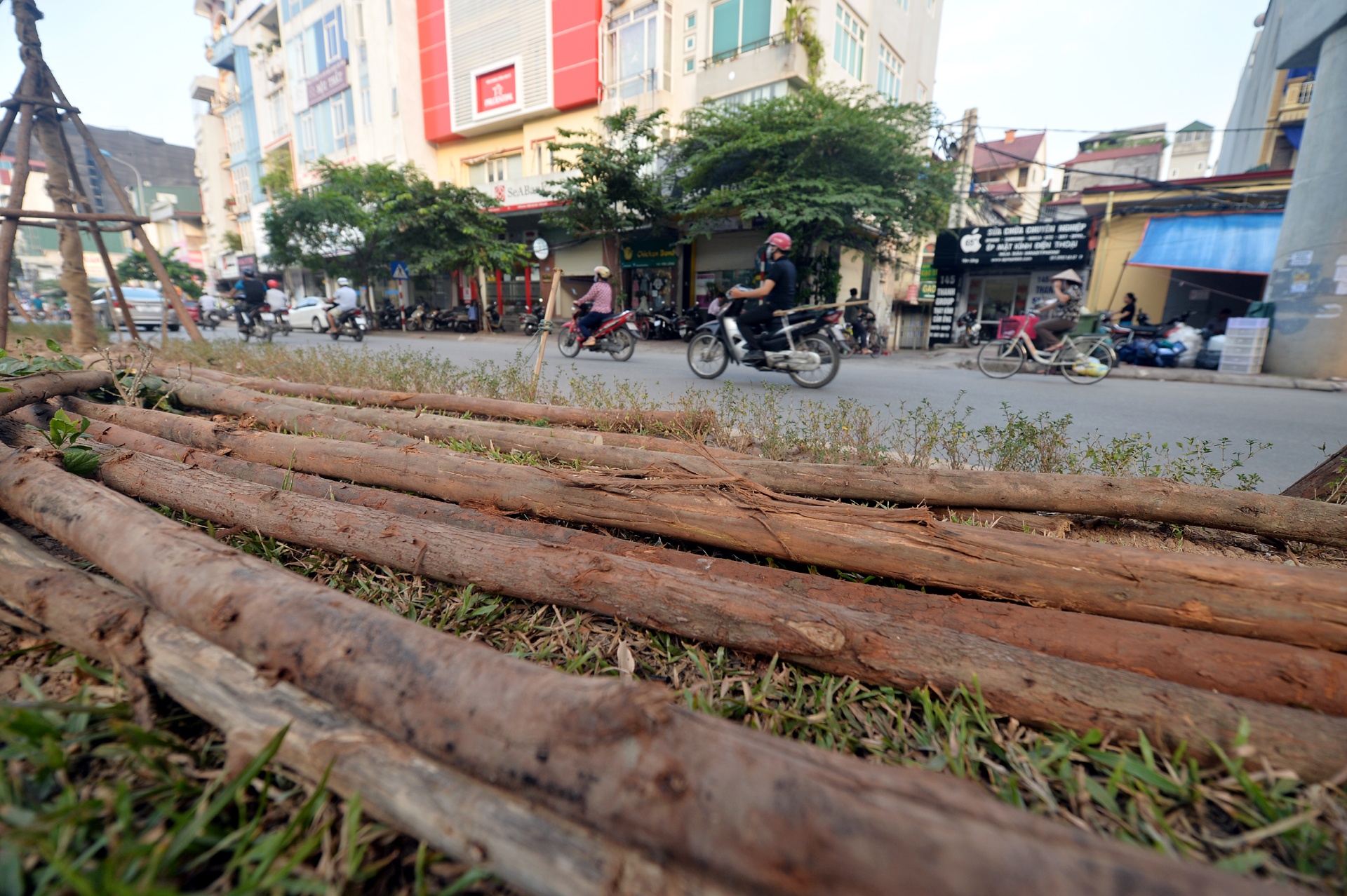 Trong cay xanh duoi tru duong sat tren cao anh 7
