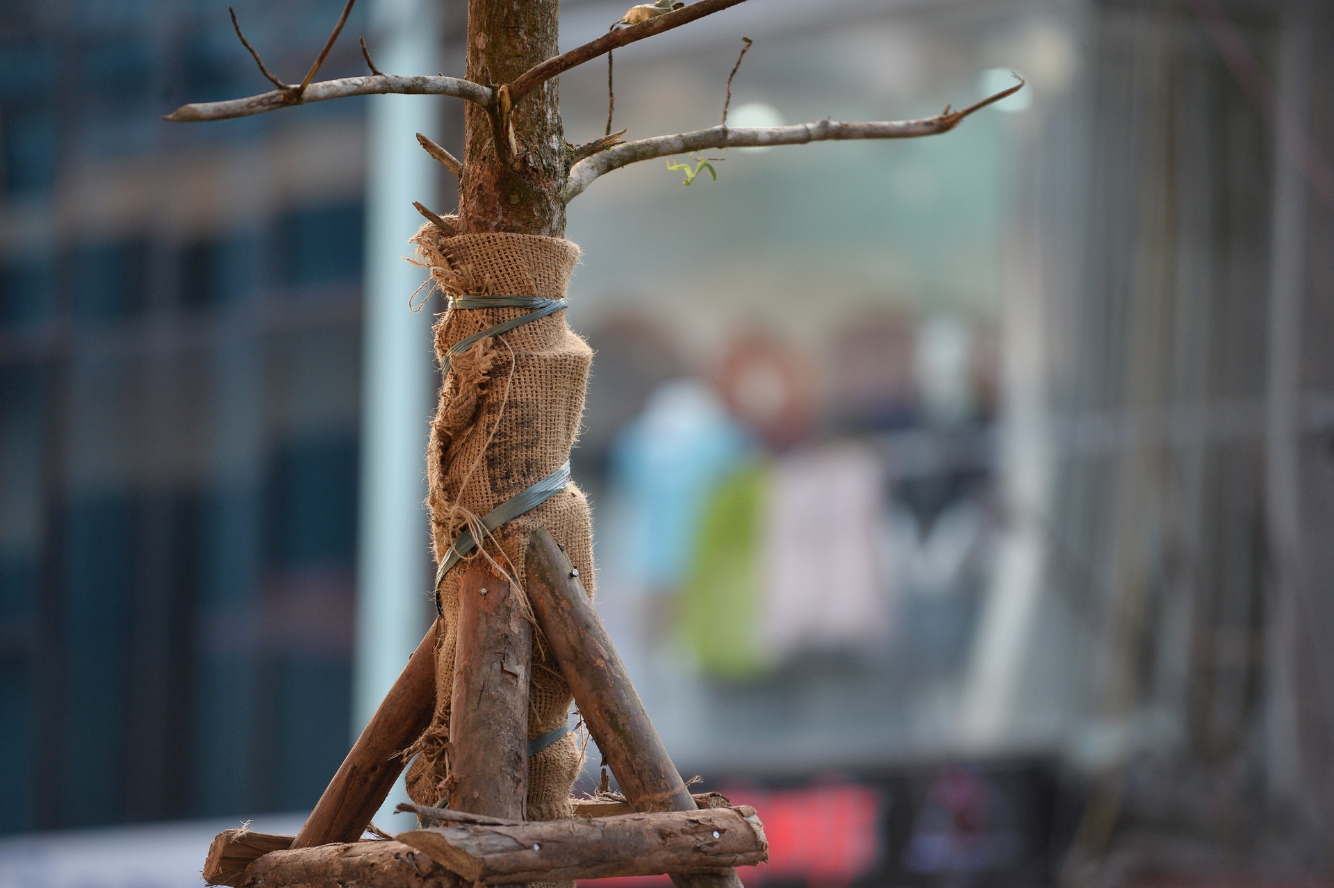 Trong cay xanh duoi tru duong sat tren cao anh 4